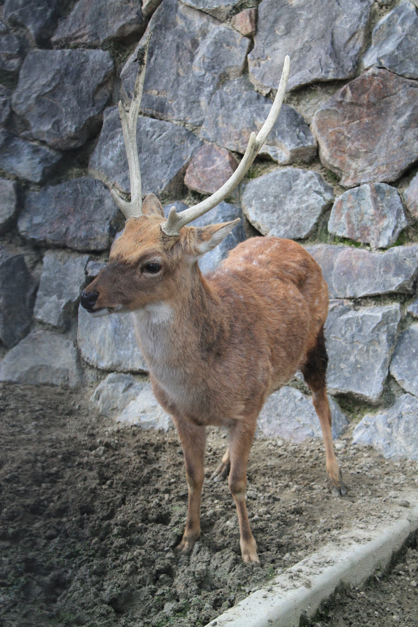 Taiwan Sika Deer - Hirakawa Zoo (Kagoshima)