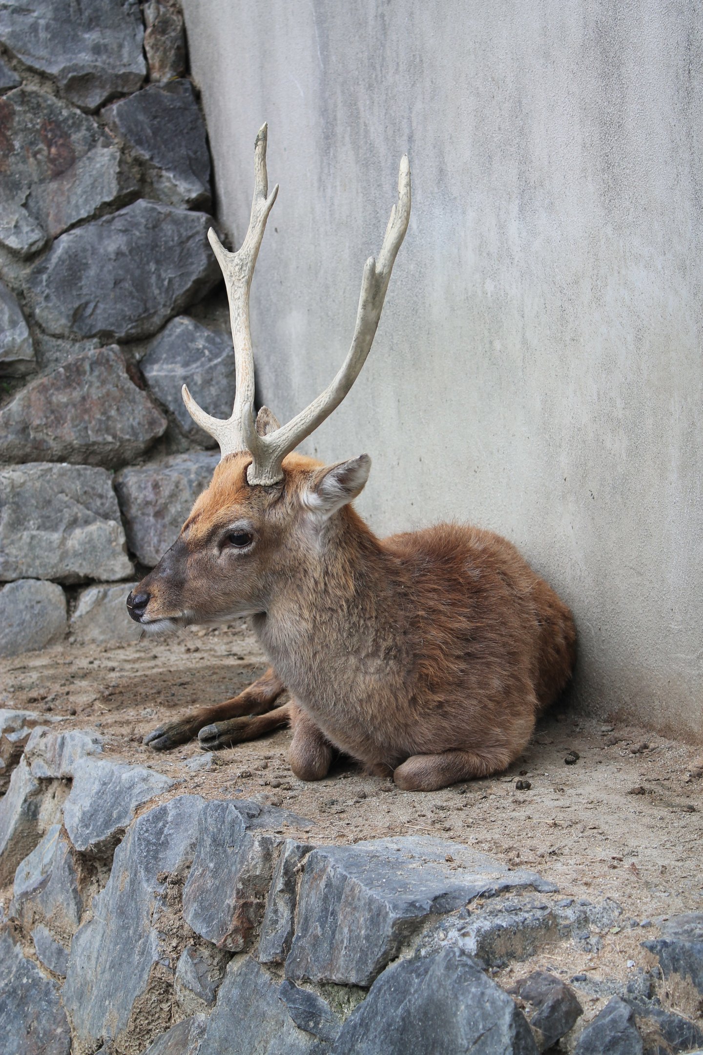 Taiwan Sika Deer - Hirakawa Zoo (Kagoshima)
