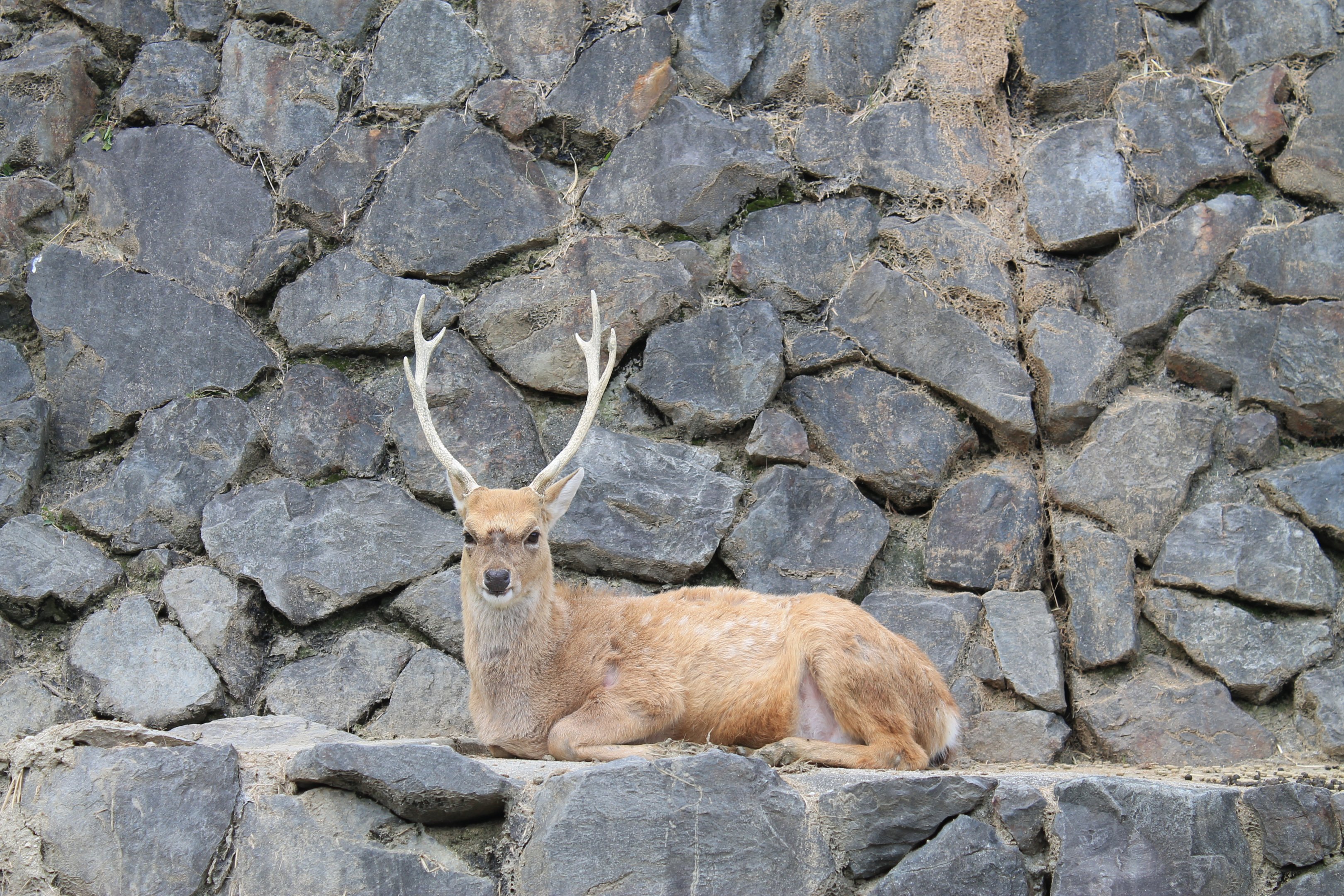 Taiwan Sika Deer - Hirakawa Zoo (Kagoshima)