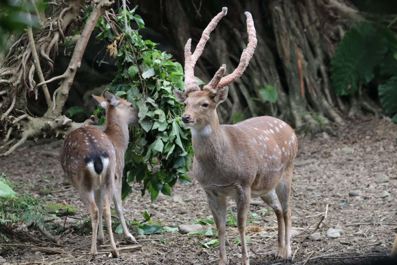 Taiwan sika deer