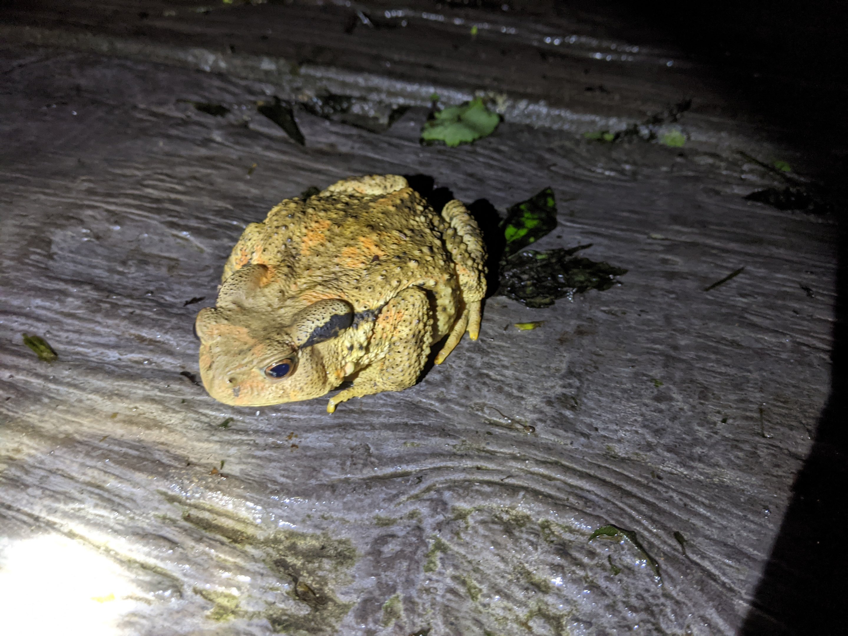 Taiwan Toad (Bufo bankorensis)