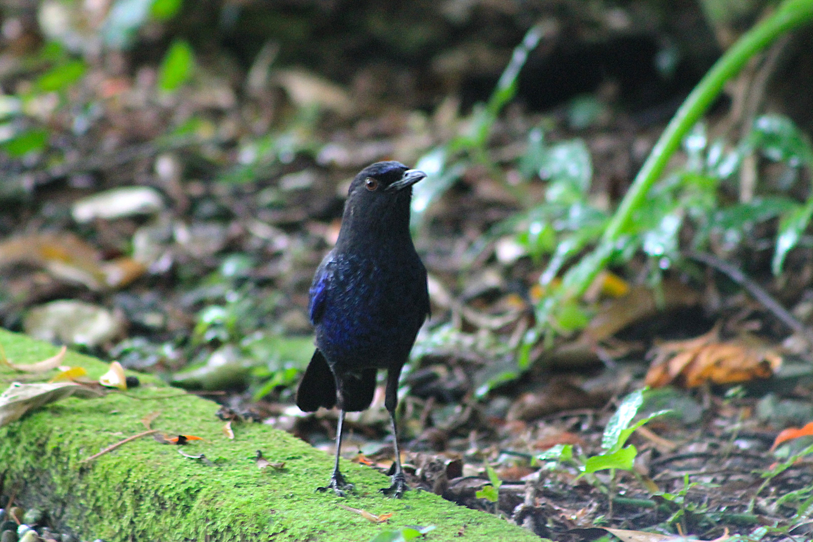 Taiwan Whistling Thrush (Myophonus insularis)