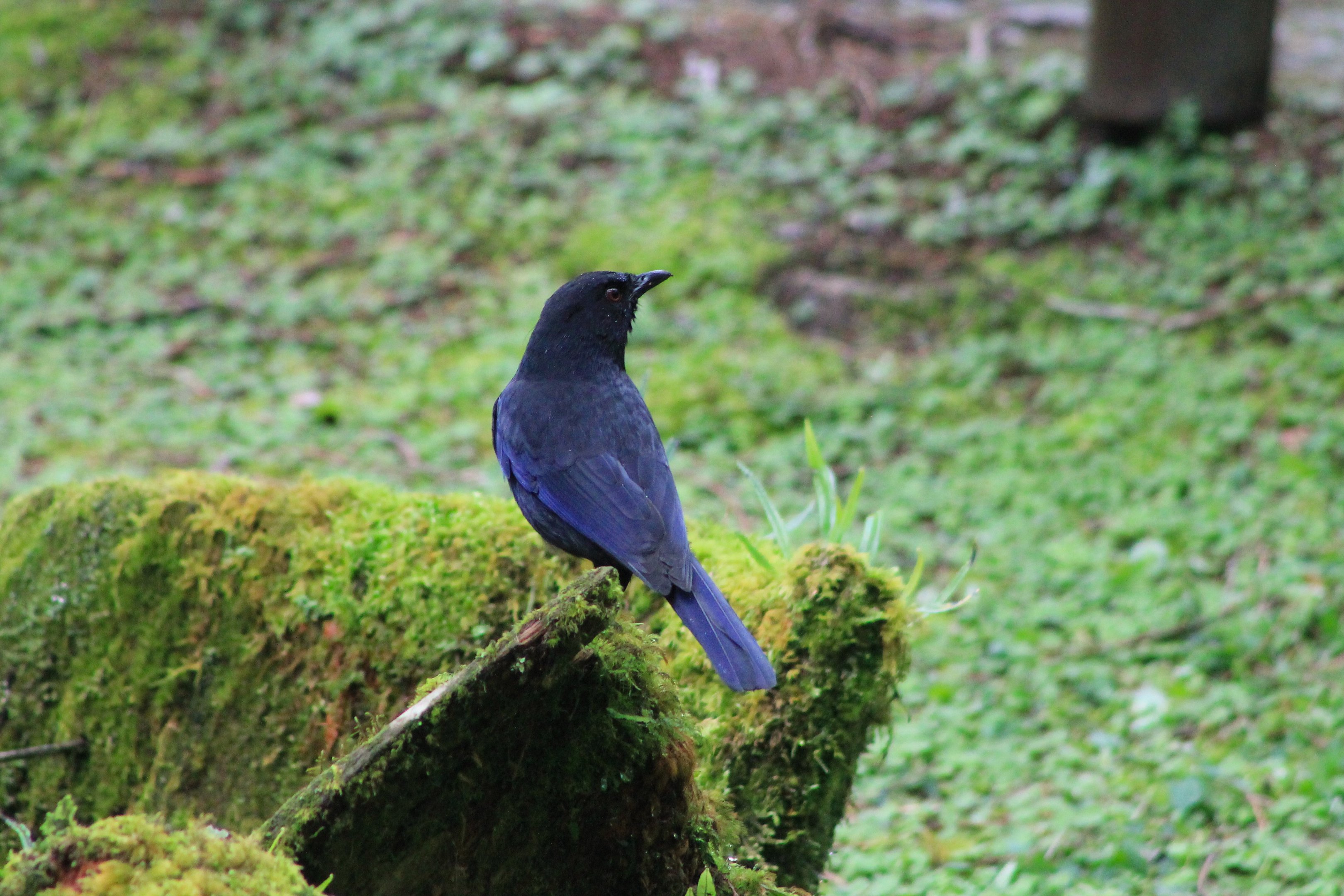 Taiwan Whistling Thrush (Myophonus insularis)