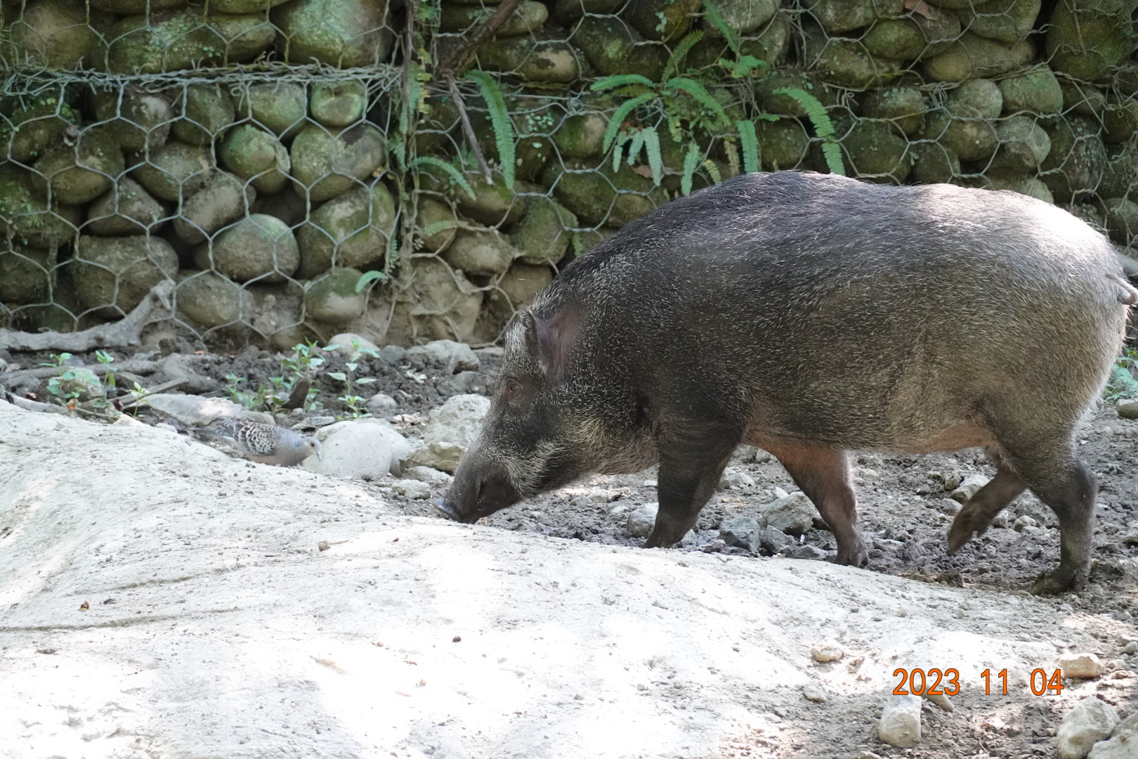 Taiwan Wild Boar (Sus scrofa taivanus)