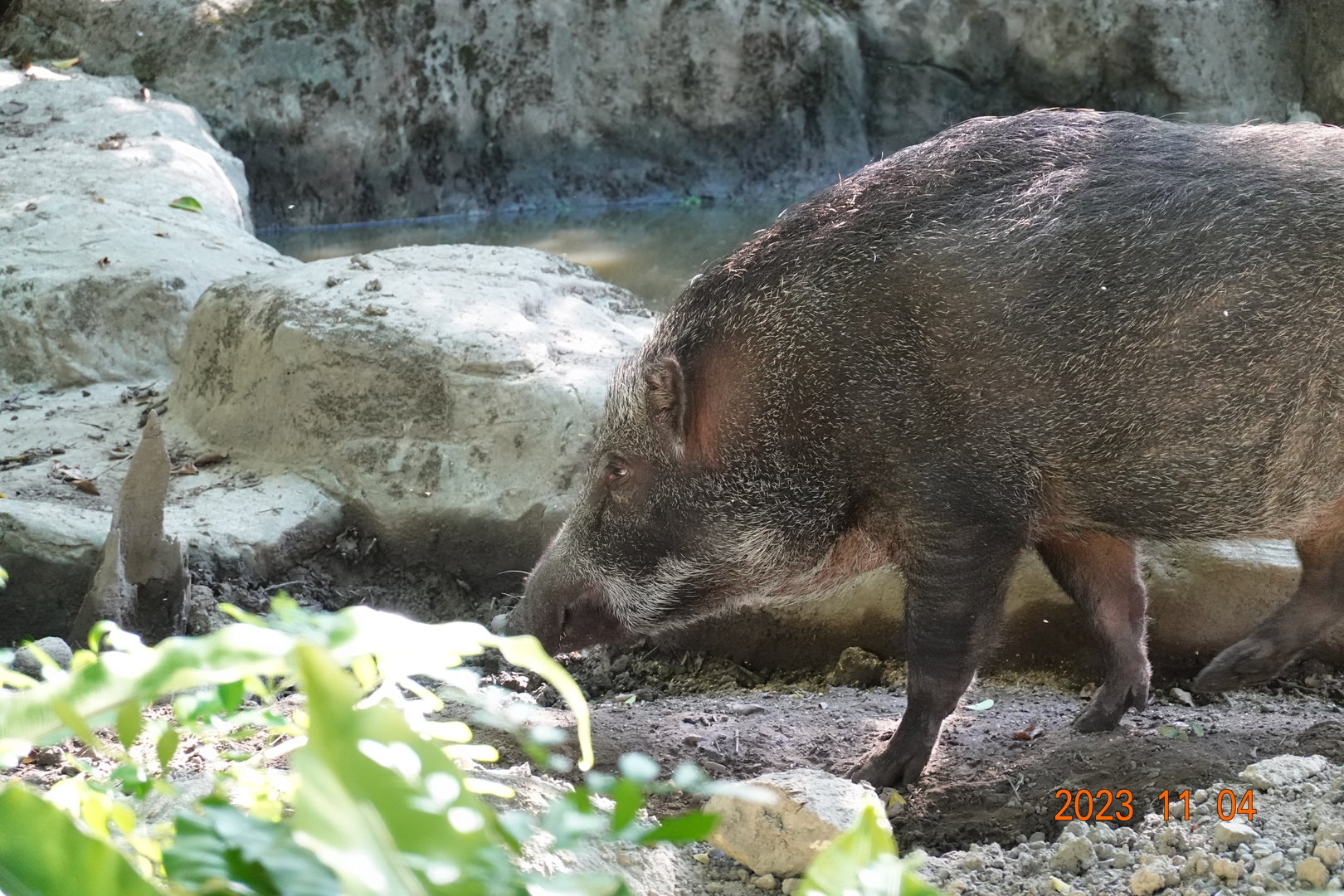 Taiwan Wild Boar (Sus scrofa taivanus)