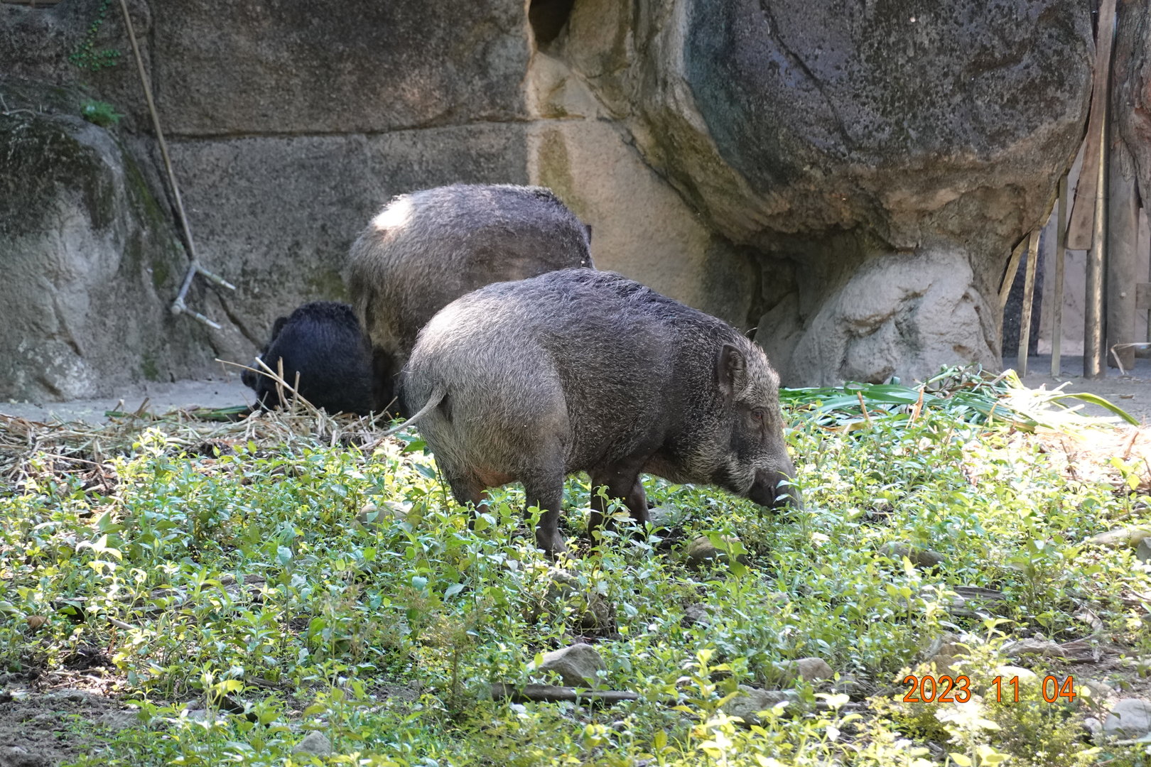 Taiwan Wild Boar (Sus scrofa taivanus)