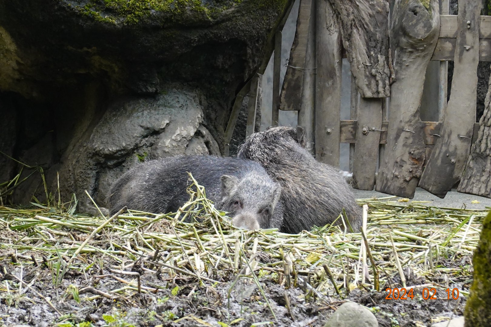 Taiwan Wild Boar (Sus scrofa taivanus)
