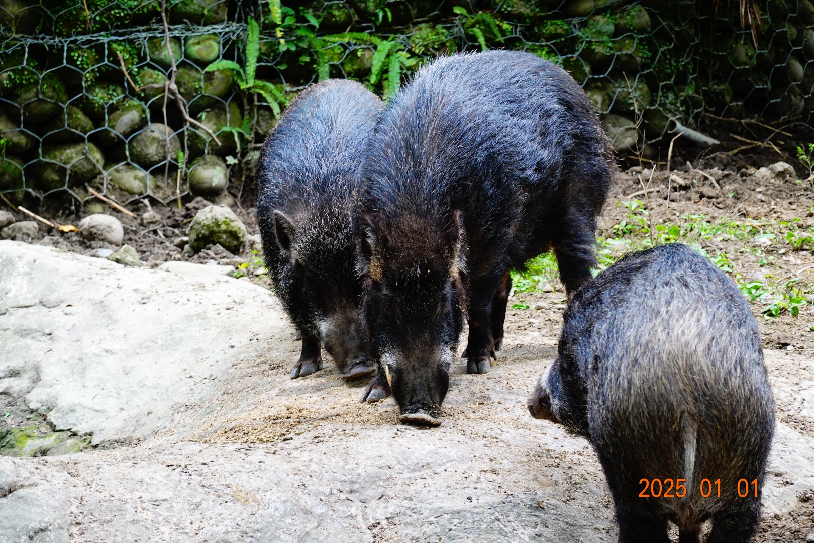 Taiwan Wild Boar (Sus scrofa taivanus)