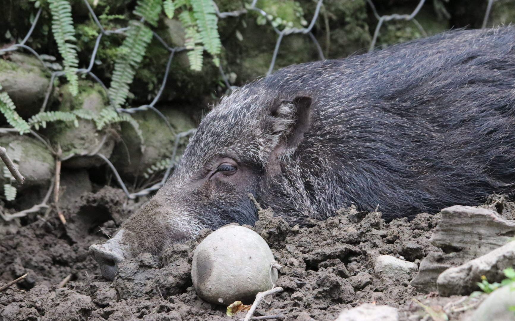 Taiwan wild boar (Sus scrofa taivanus)