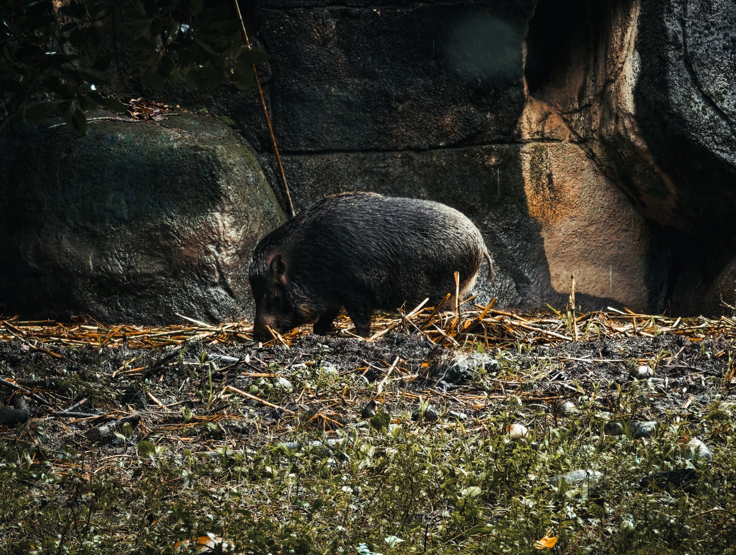 Taiwan wild boar (Sus scrofa taivanus)