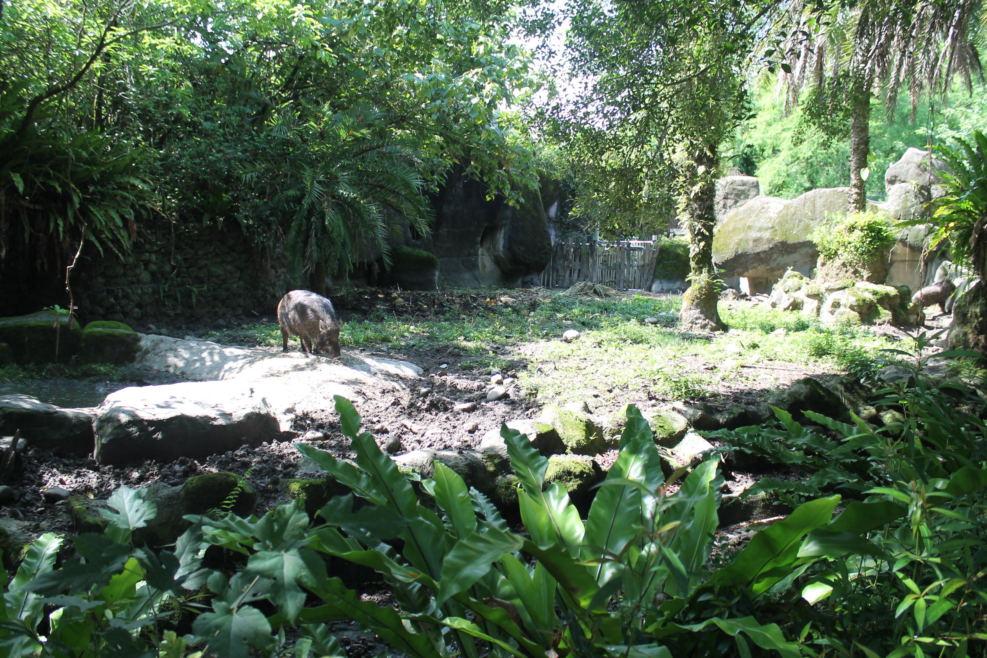 Taiwan Wild Pig (Sus scrofa taivanus) enclosure