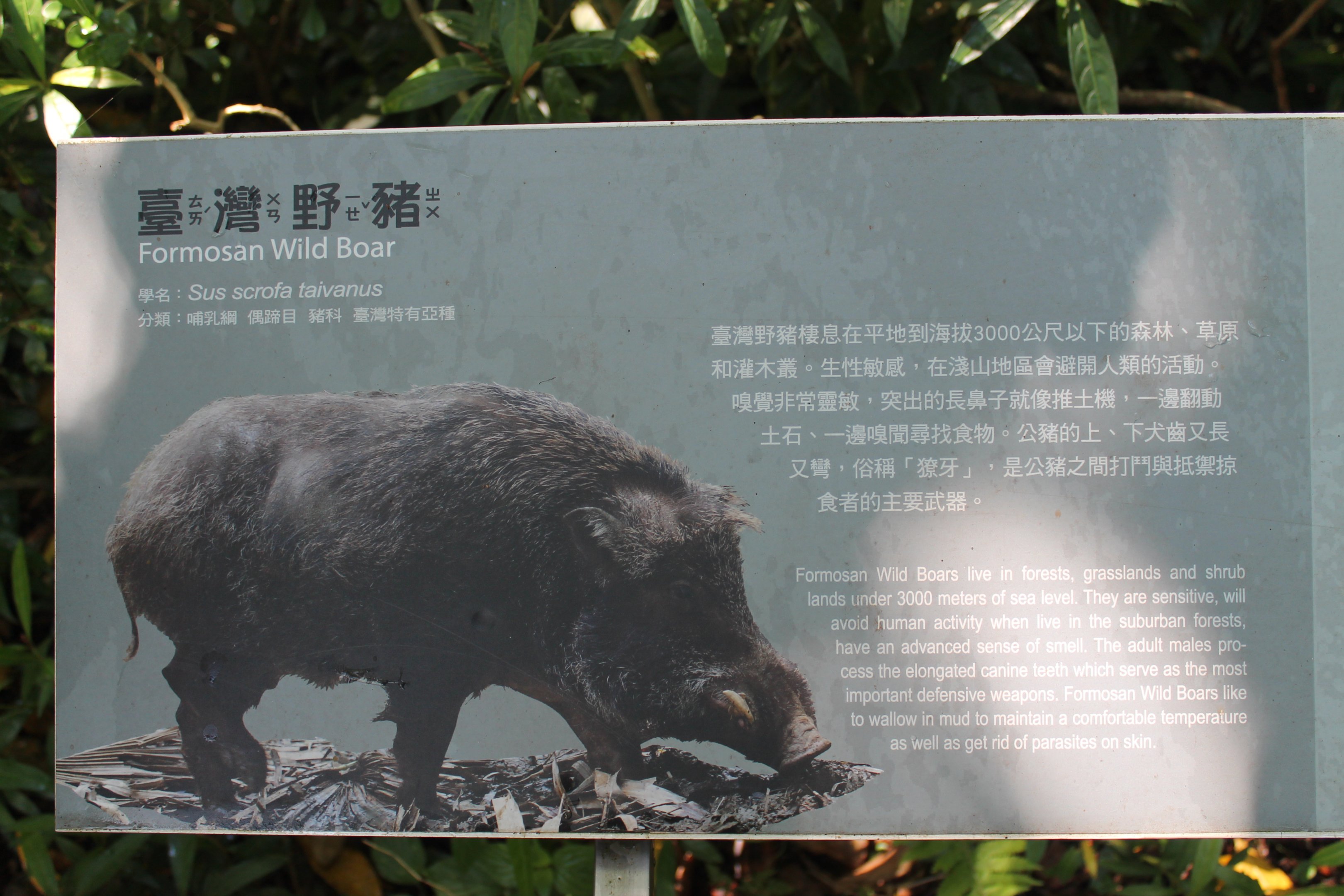 Taiwan Wild Pig (Sus scrofa taivanus) signage