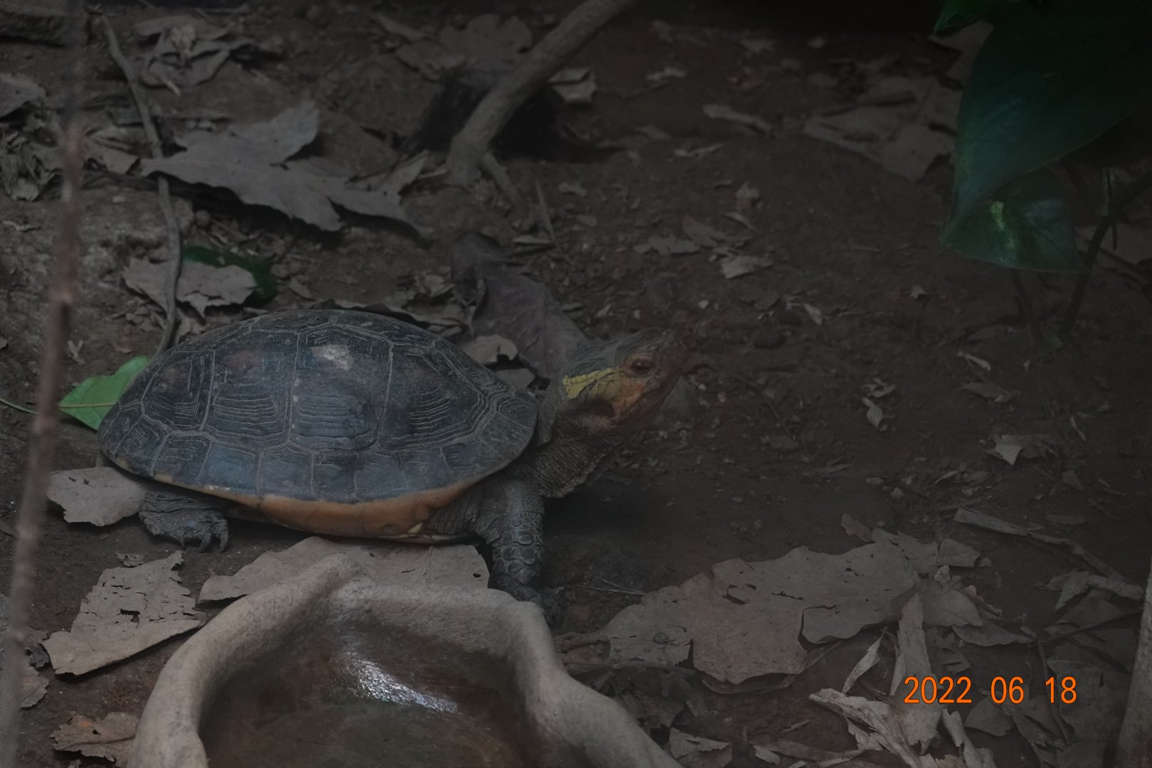 Taiwan Yellow-margined Box Turtle (Cuora flavomarginata flavomarginata)