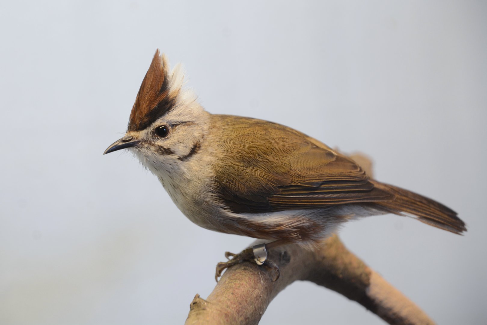 Taiwan yuhina (Yuhina brunneiceps)