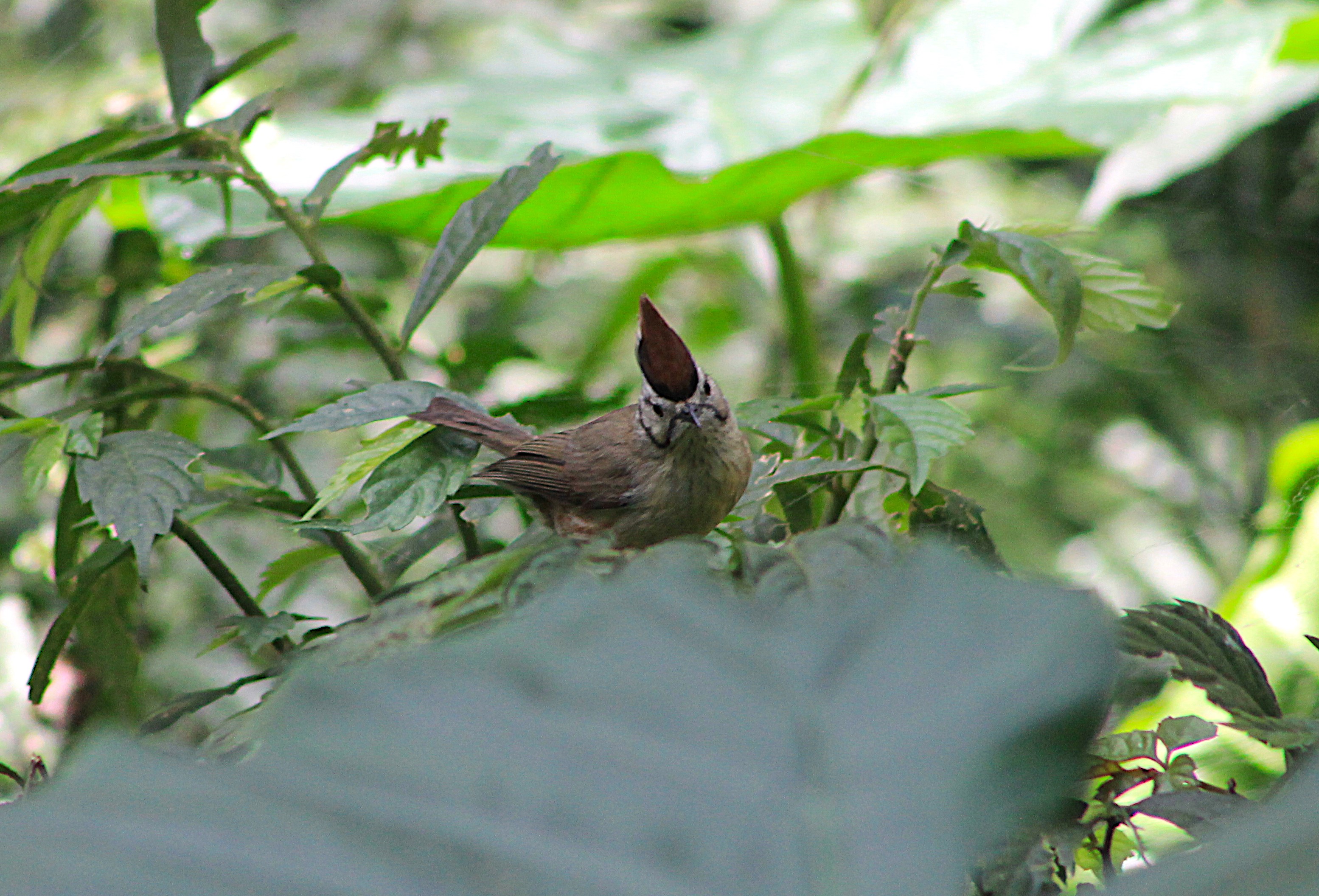 Taiwan Yuhina (Yuhina brunneiceps)