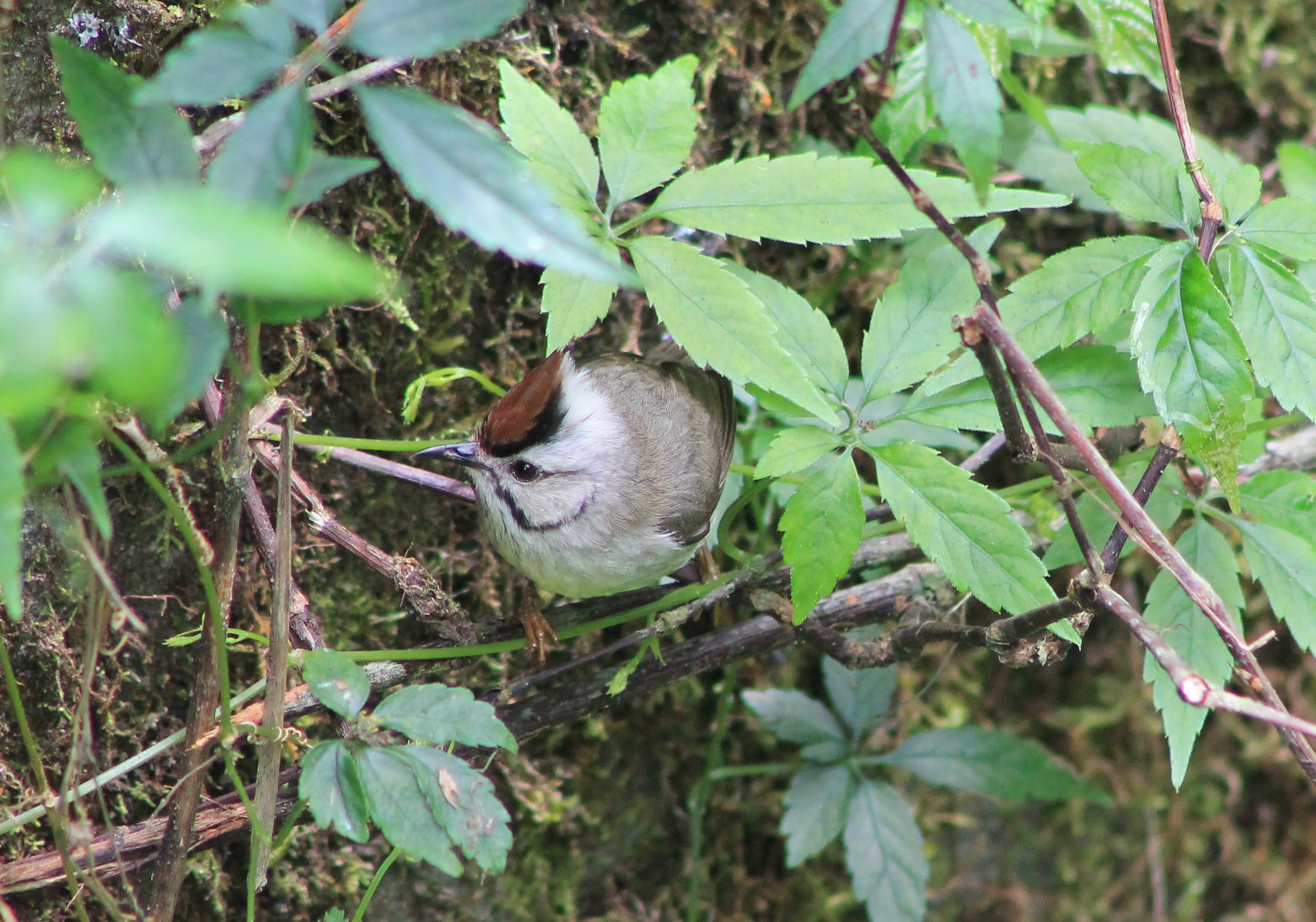 Taiwan Yuhina (Yuhina brunneiceps)