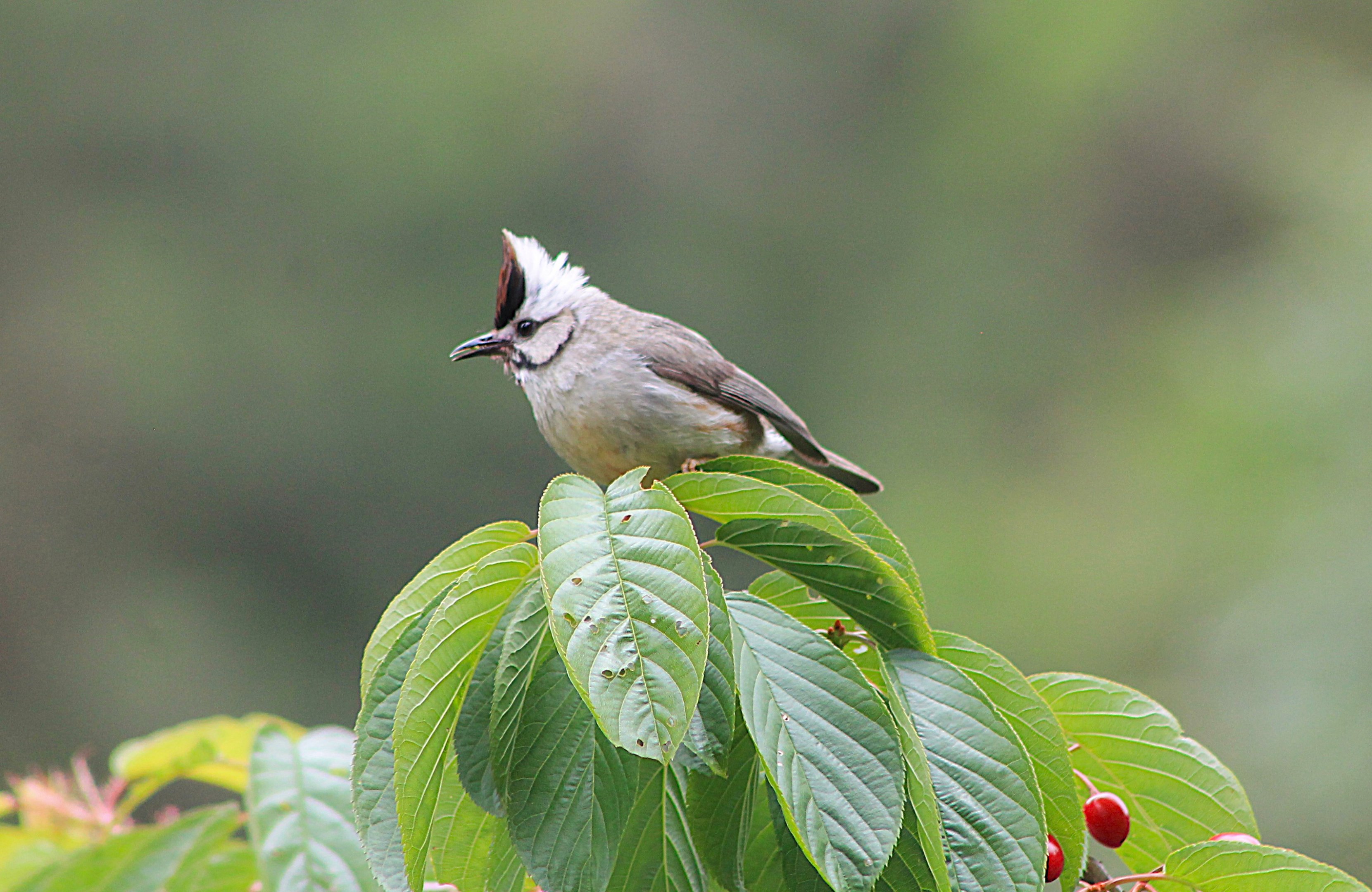 Taiwan Yuhina (Yuhina brunneiceps)