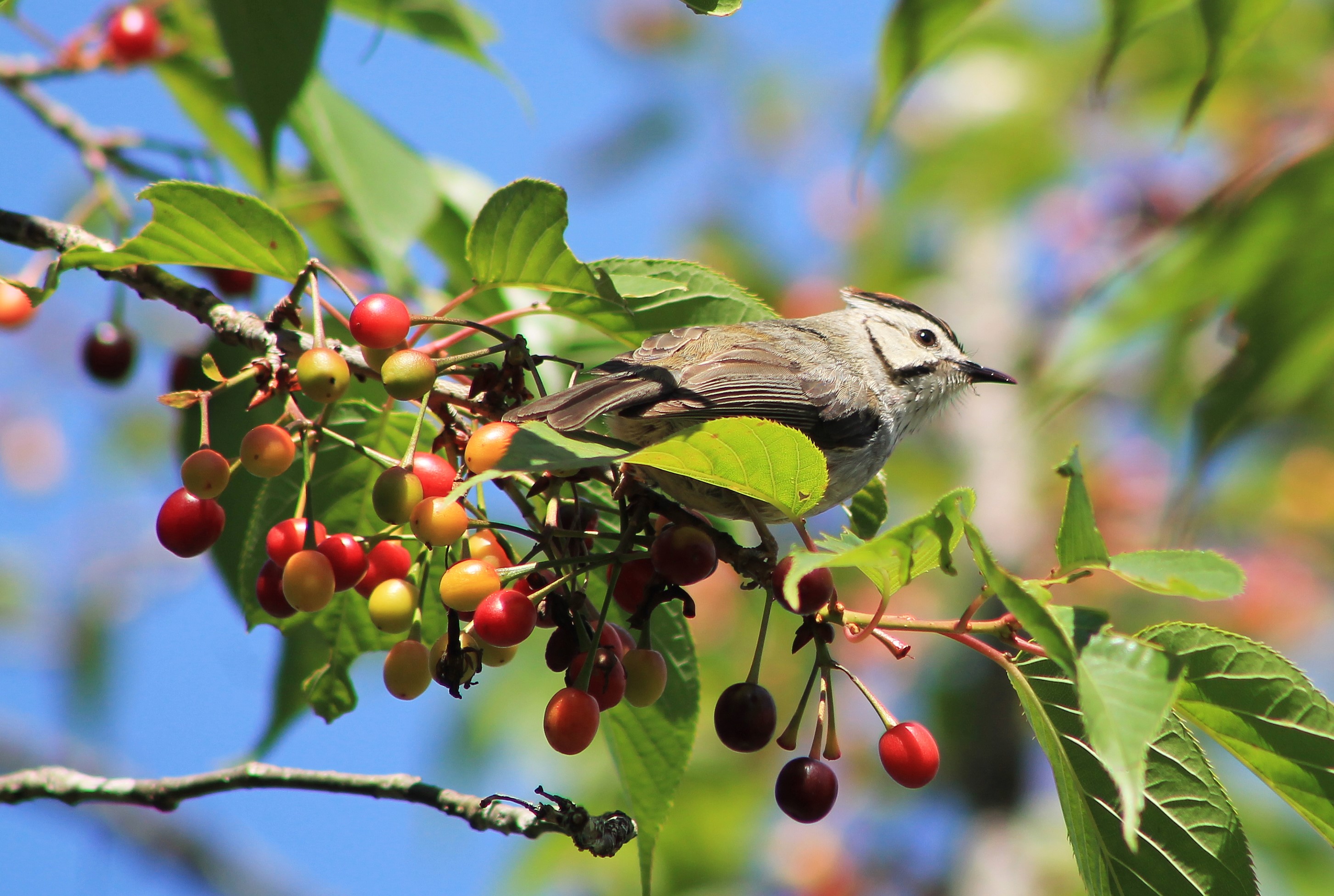 Taiwan Yuhina (Yuhina brunneiceps)