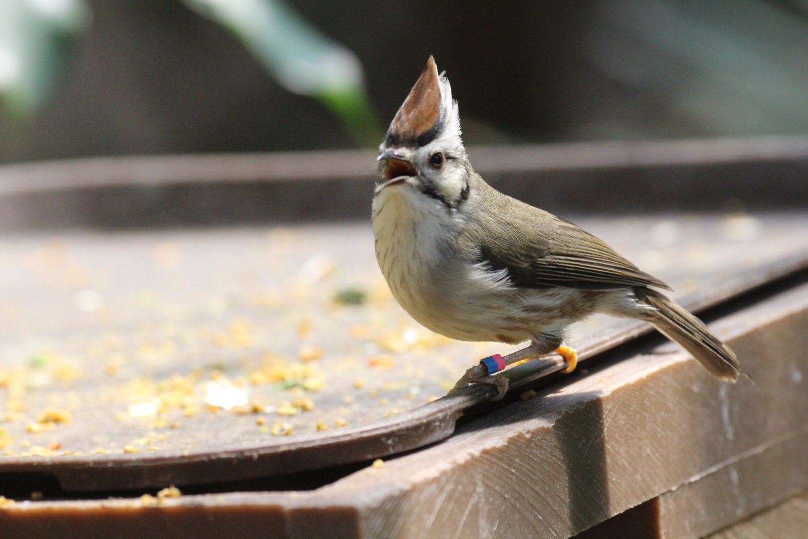 Taiwan Yuhina