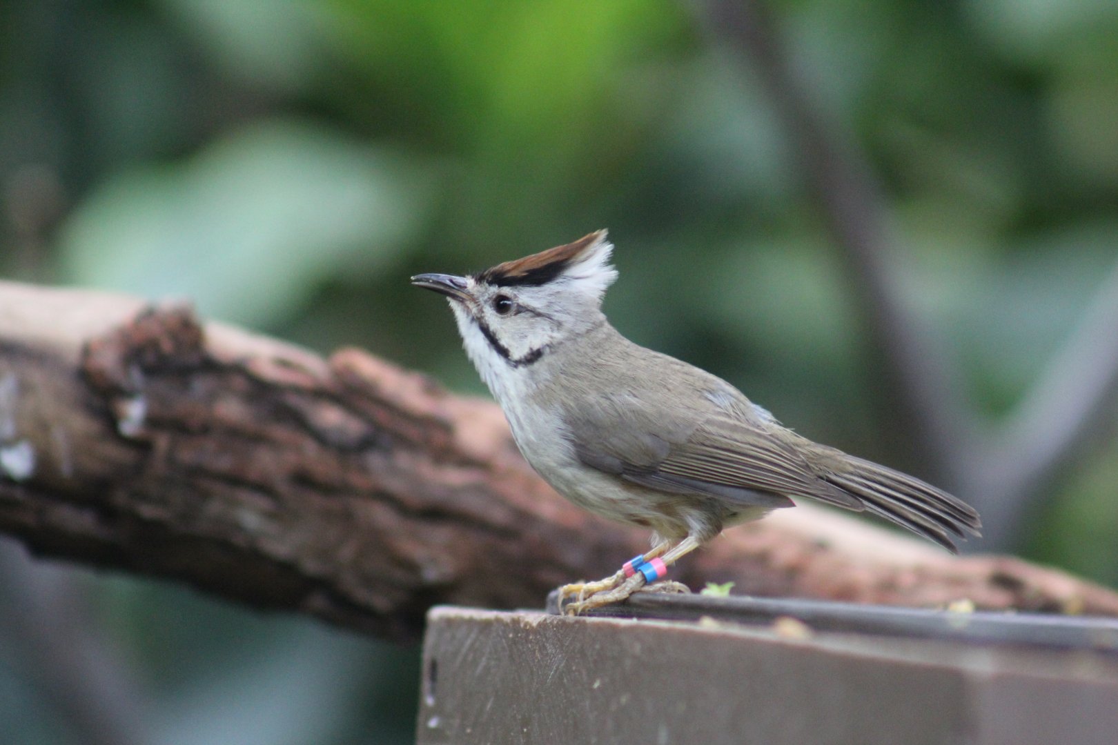 Taiwan Yuhina