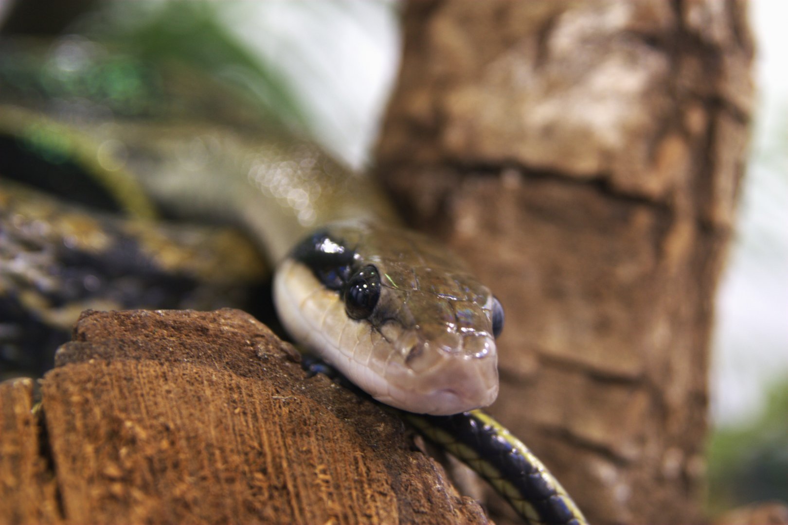 Taiwanese Beauty Snake (Elaphe taeniura friesi), 12-11-25