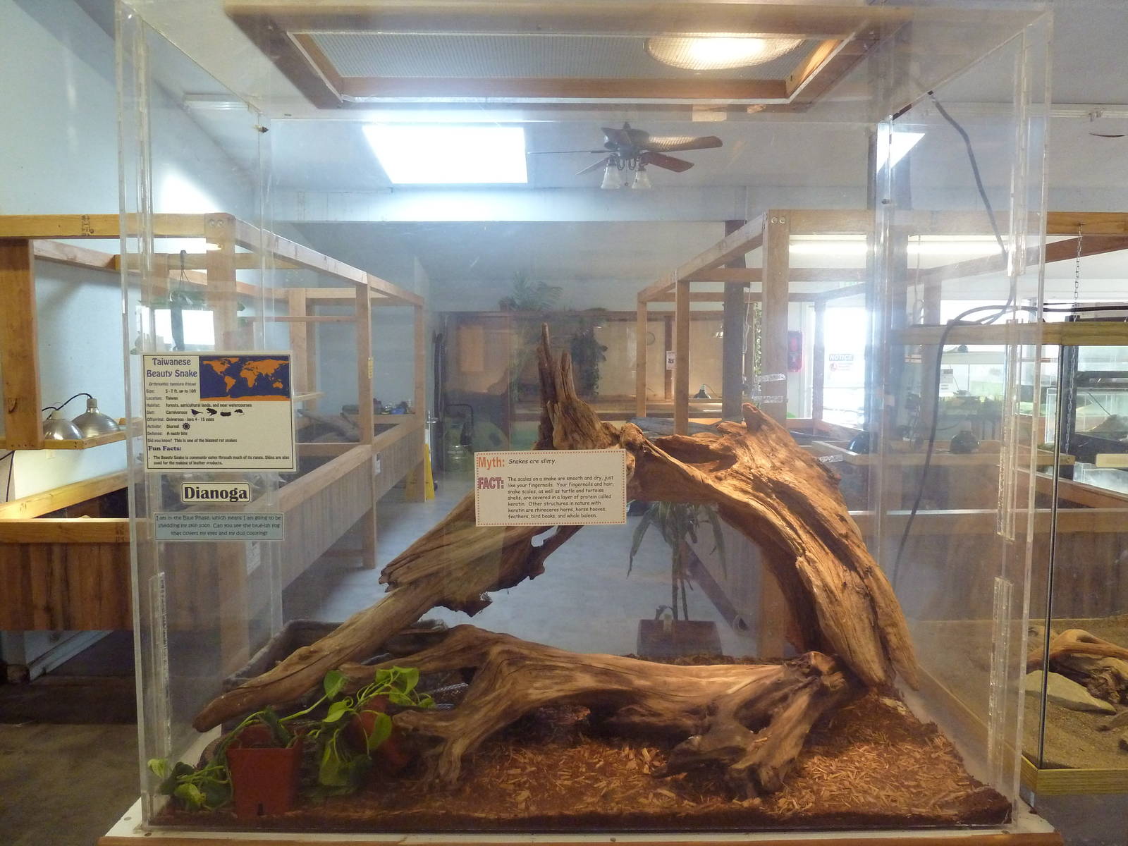 Taiwanese Beauty Snake Exhibit