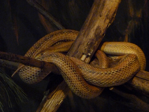 Taiwanese beauty snake