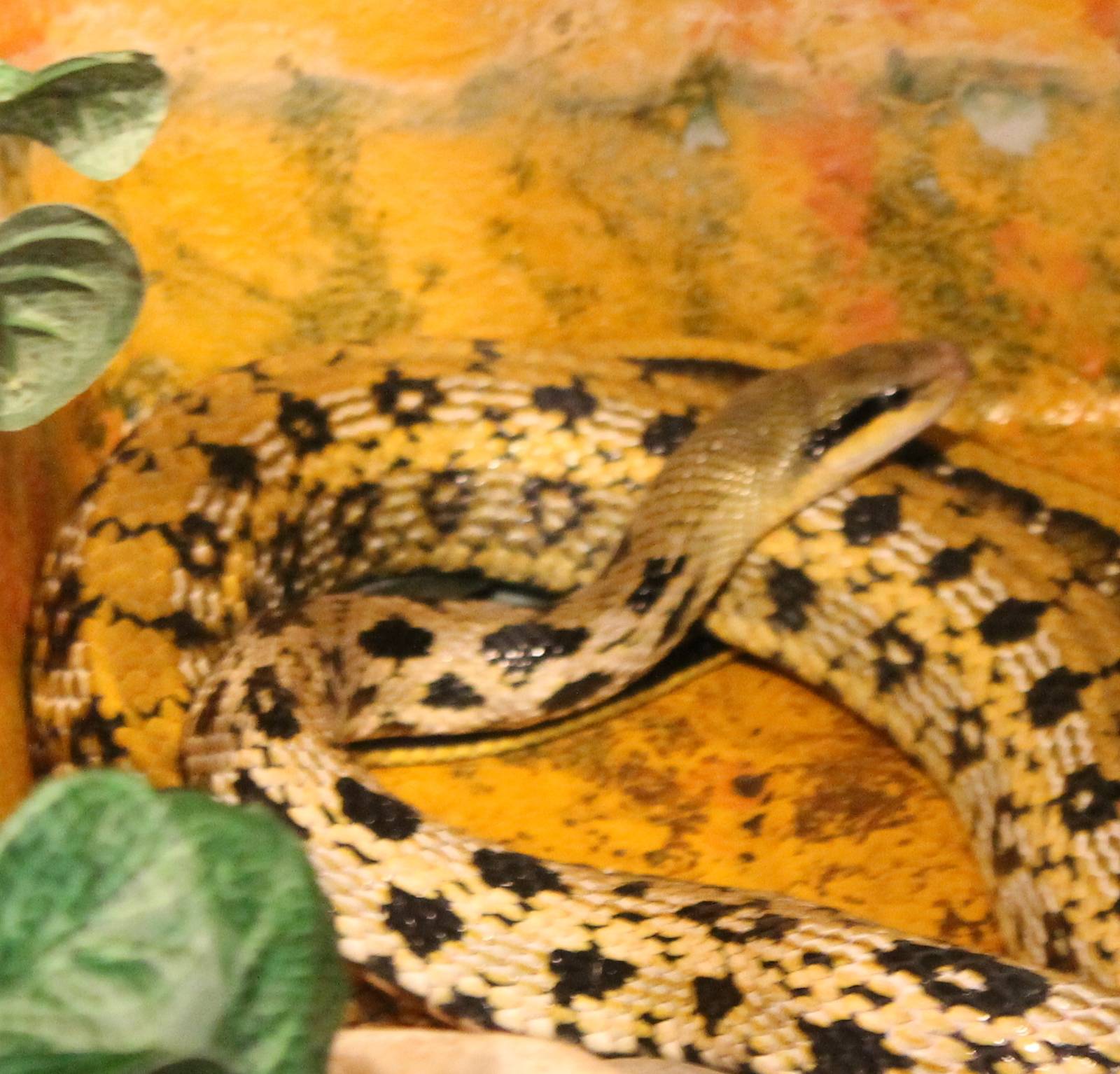 Taiwanese beauty snake