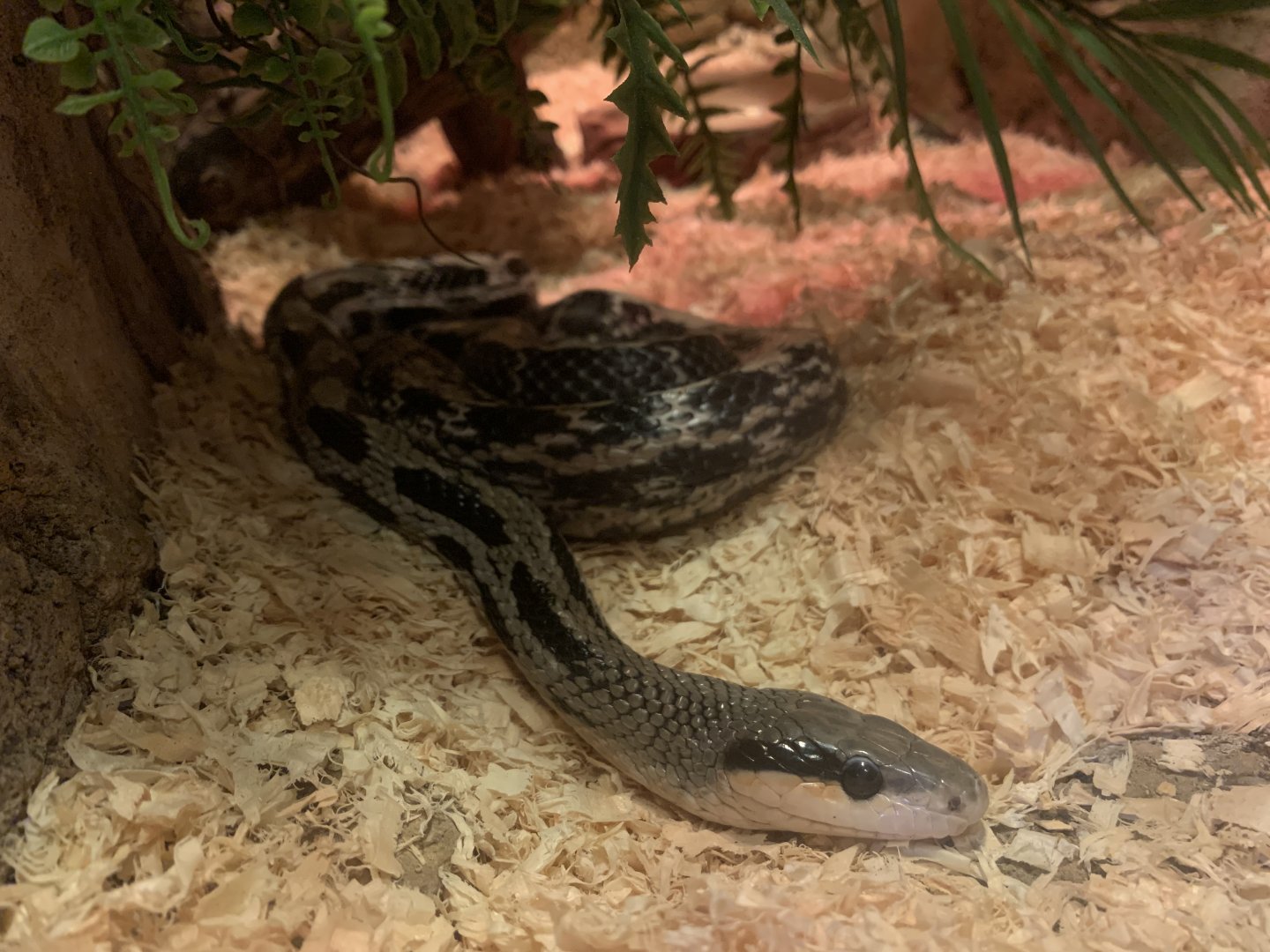 Taiwanese Beauty Snake