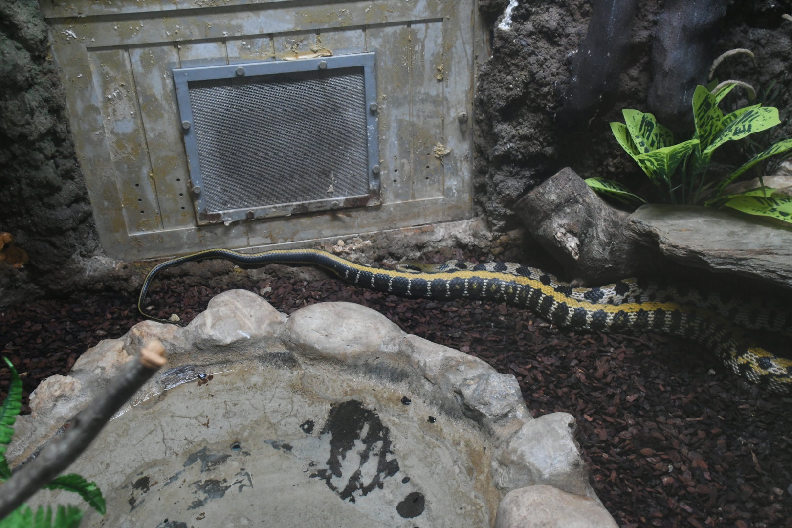 Taiwanese Beauty Snake