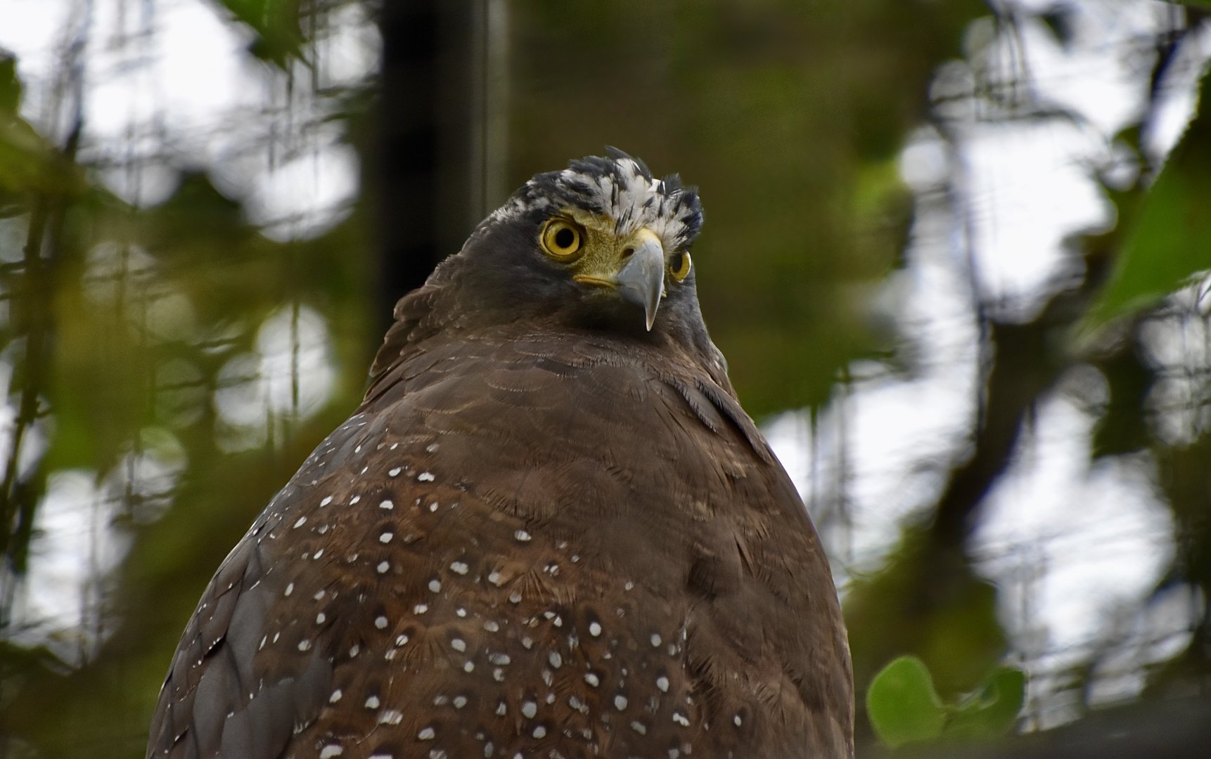 Taiwanese Crested Serpent Eagle (Spilornis cheela hoya)