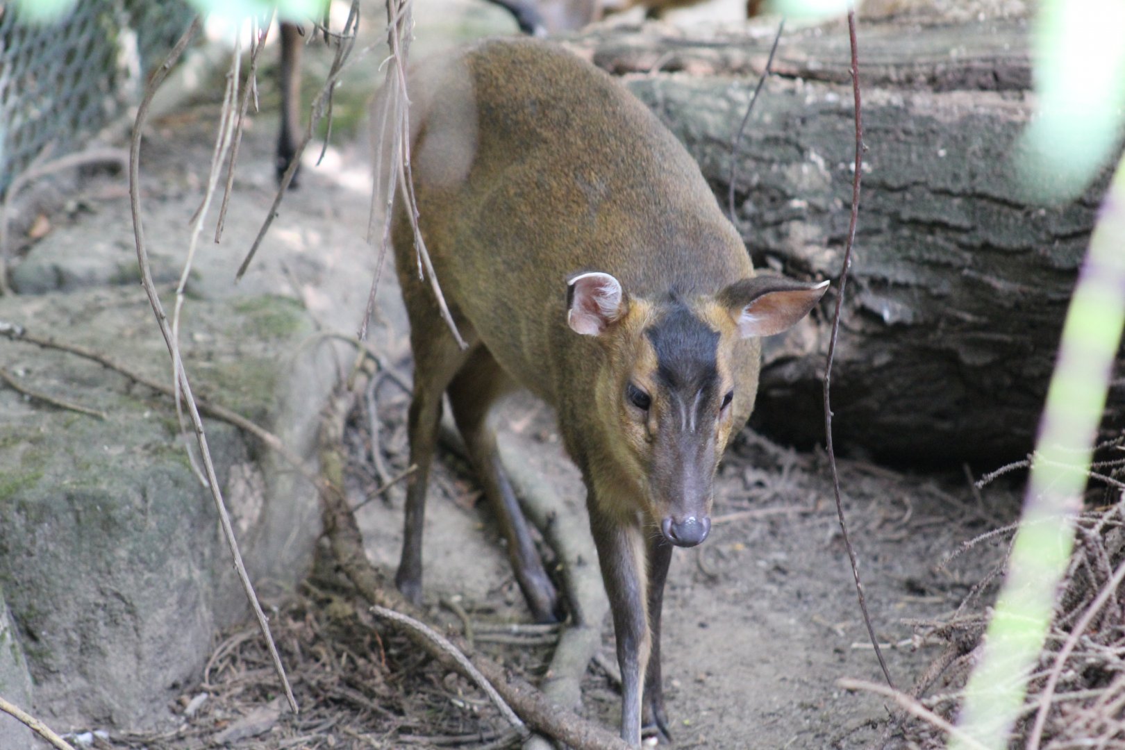 Taiwanese Muntjac Doe