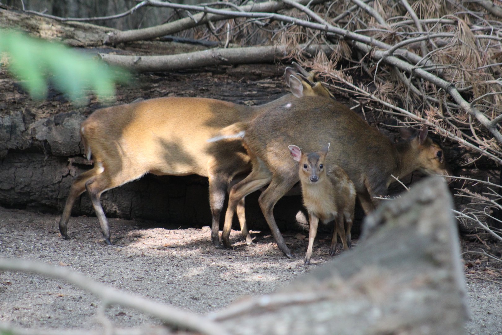 Taiwanese Muntjac Family