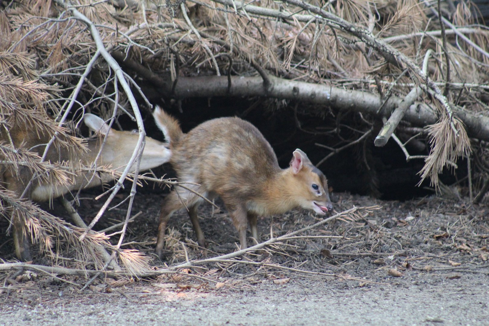 Taiwanese Muntjac Fawn