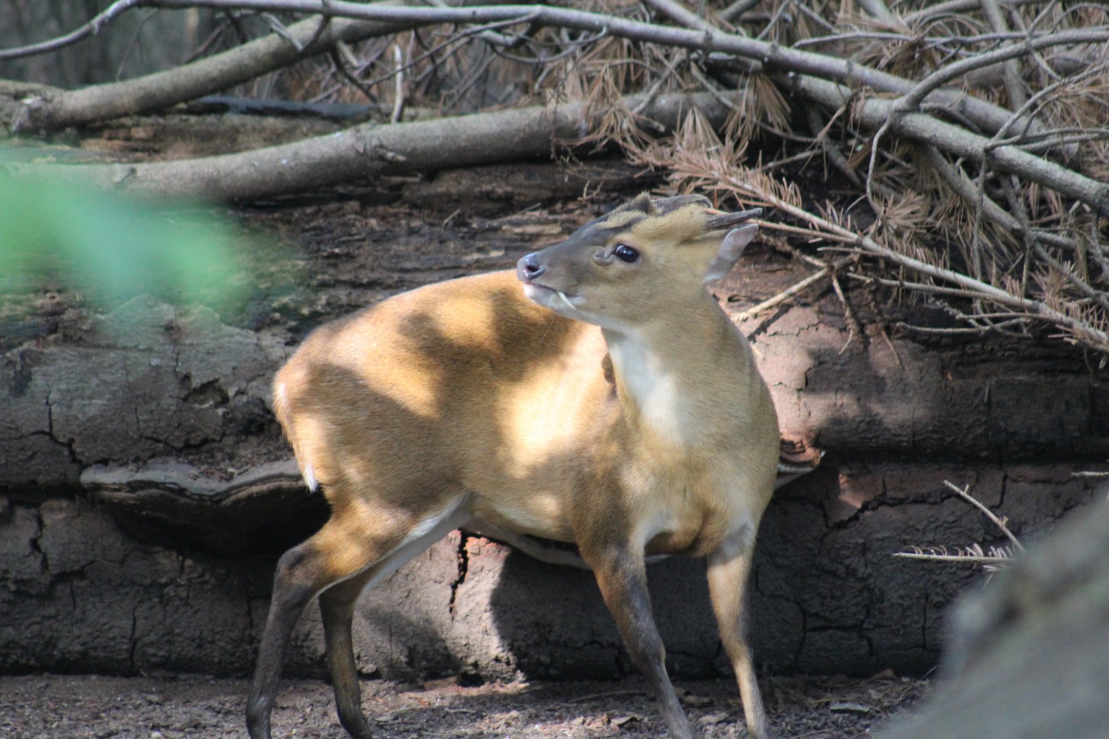 Taiwanese Muntjac Stag