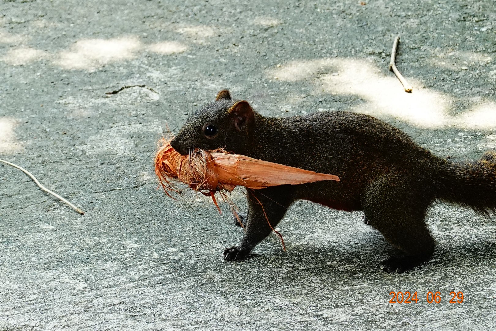 Taiwanese Pallas’s Squirrel (Callosciurus erythraeus thaiwanensis)