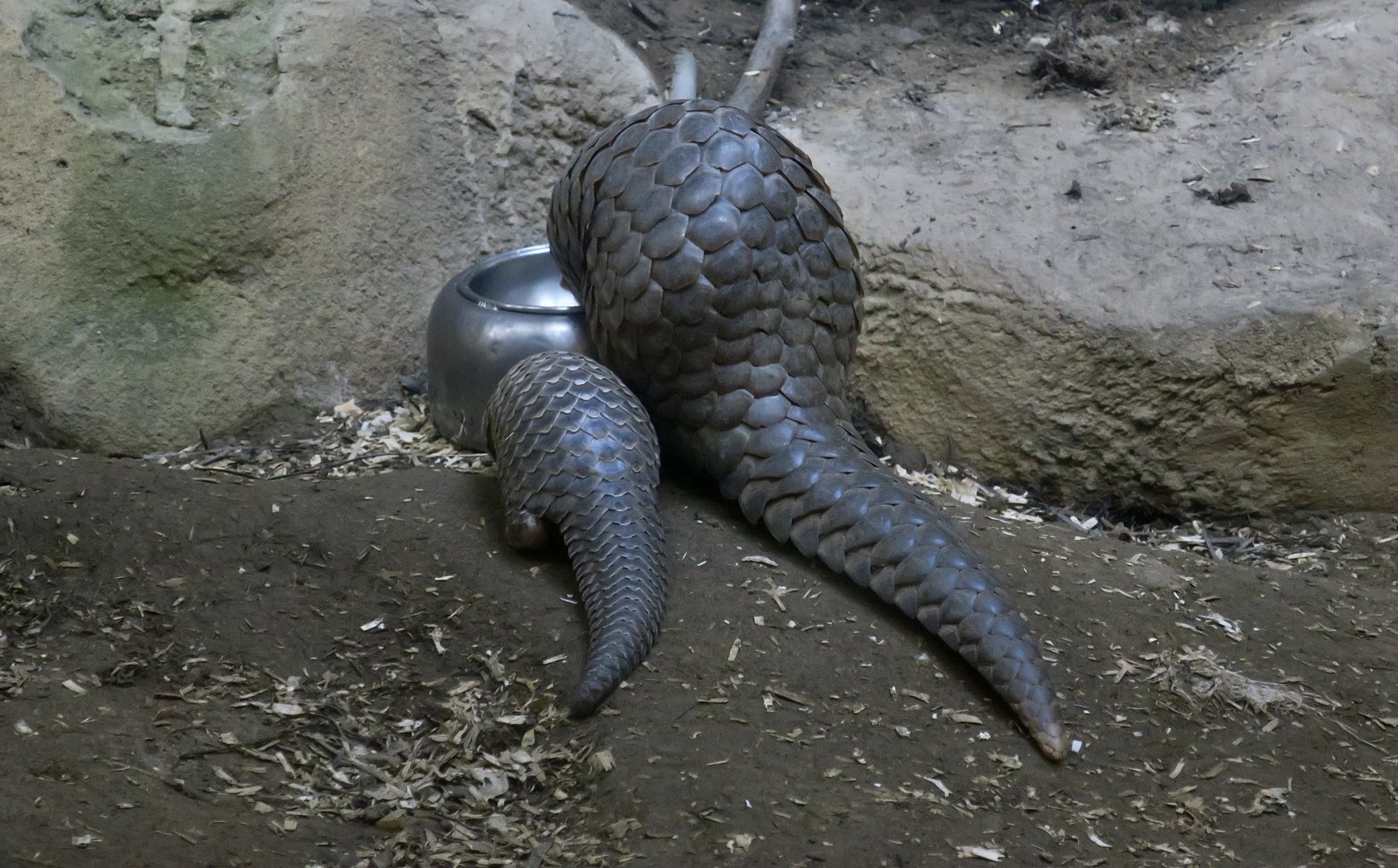 Taiwanese Pangolin (Manis pentadactyla pentadactyla) with pangopup