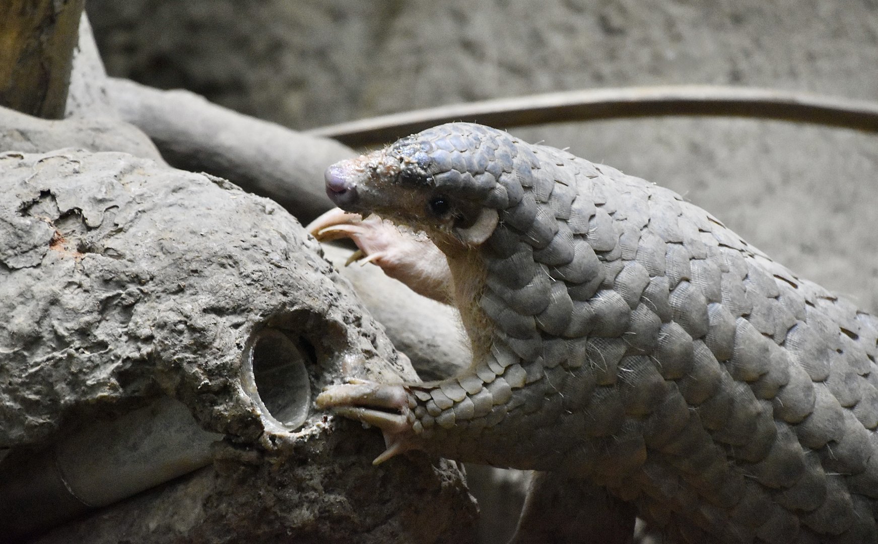 Taiwanese Pangolin (Manis pentadactyla pentadactyla)