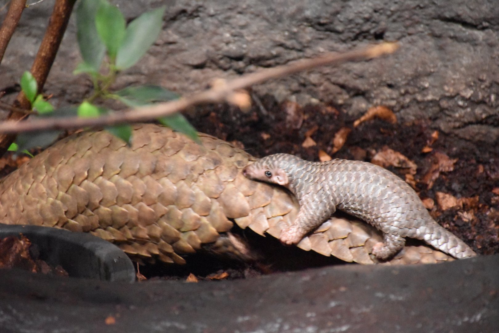 Taiwanese pangolin