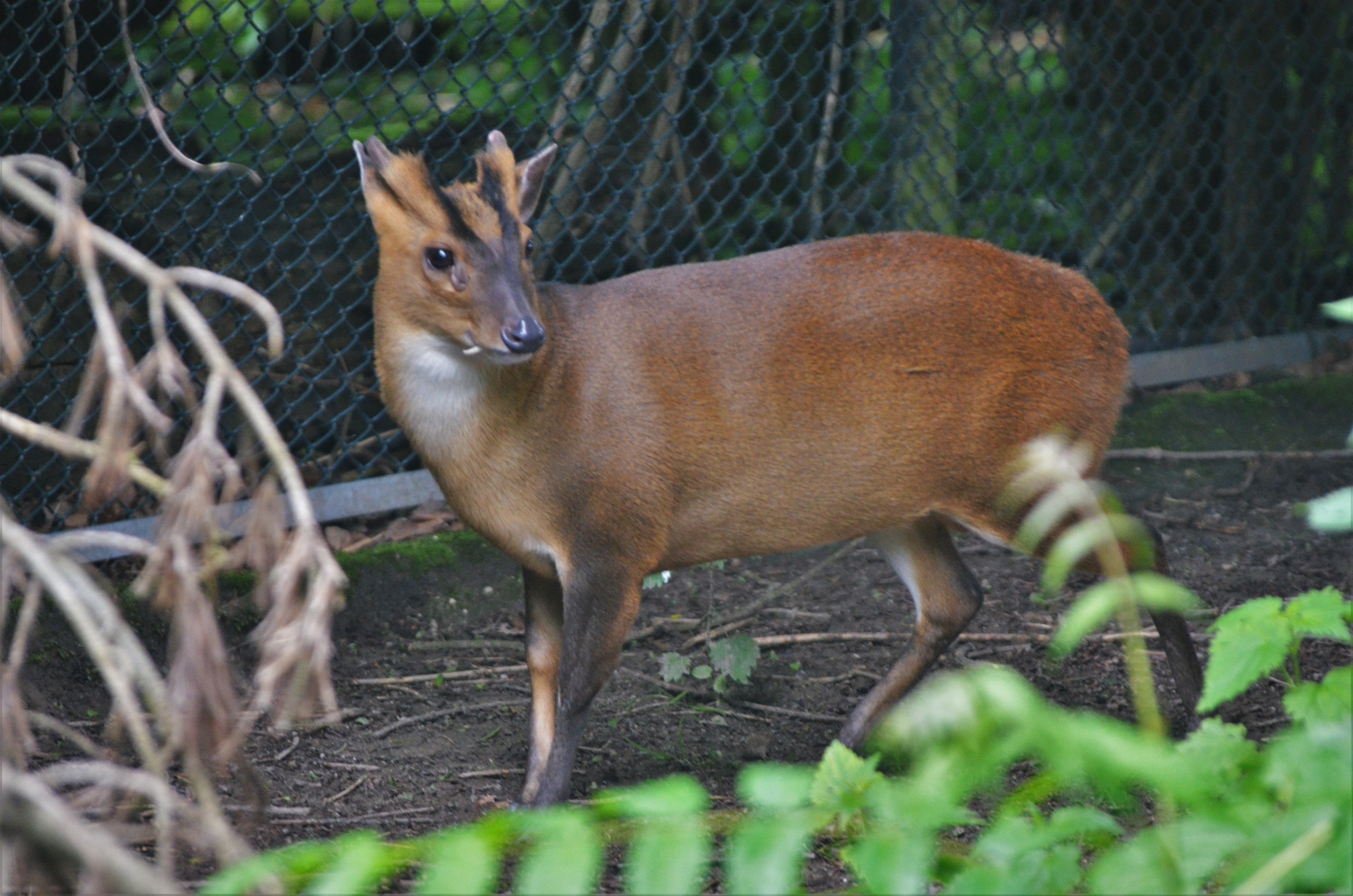Taiwanese Reeves' Muntjac at Krefeld, 15/06/19