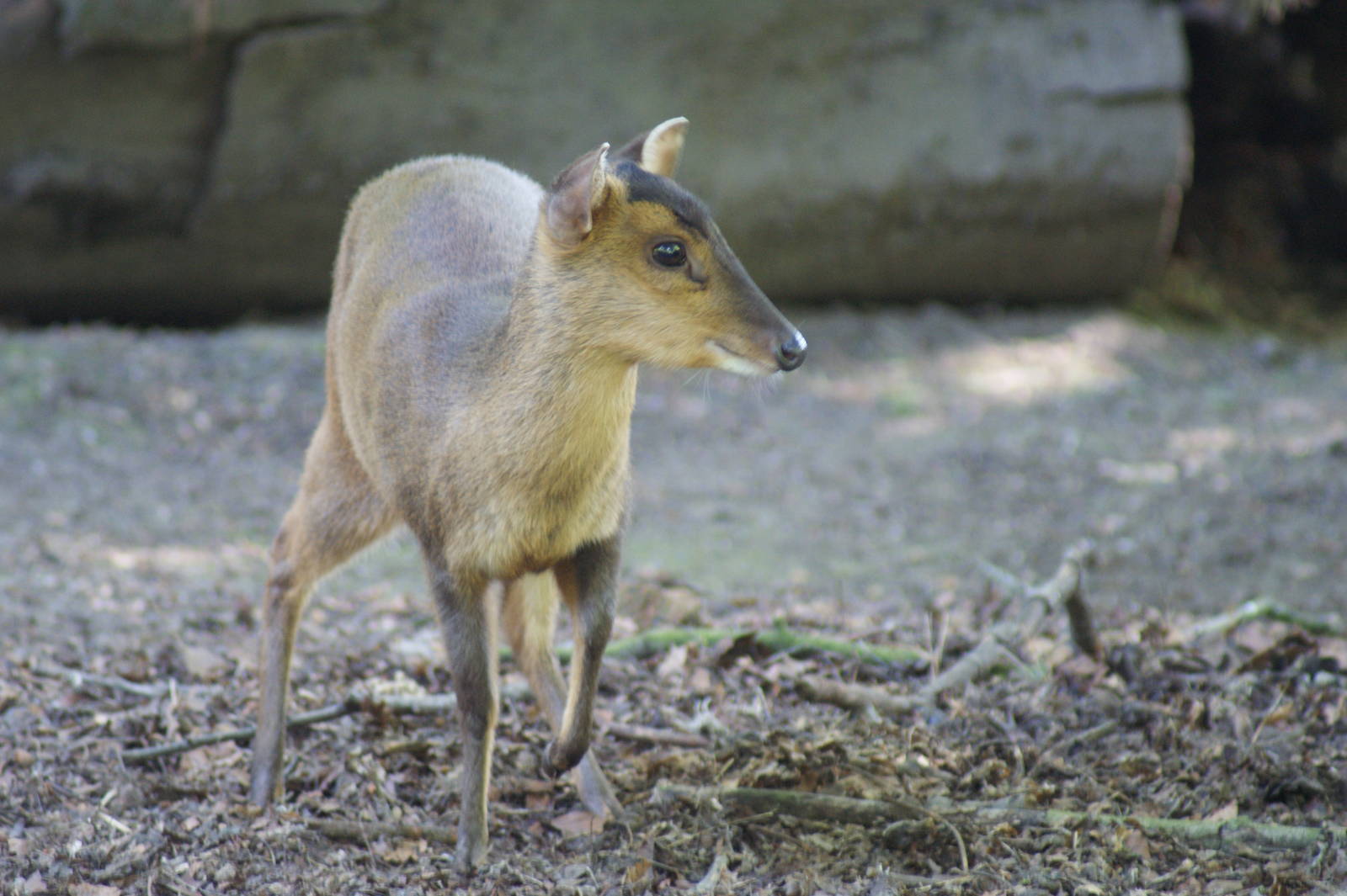 Taiwanese Reeve's muntjac