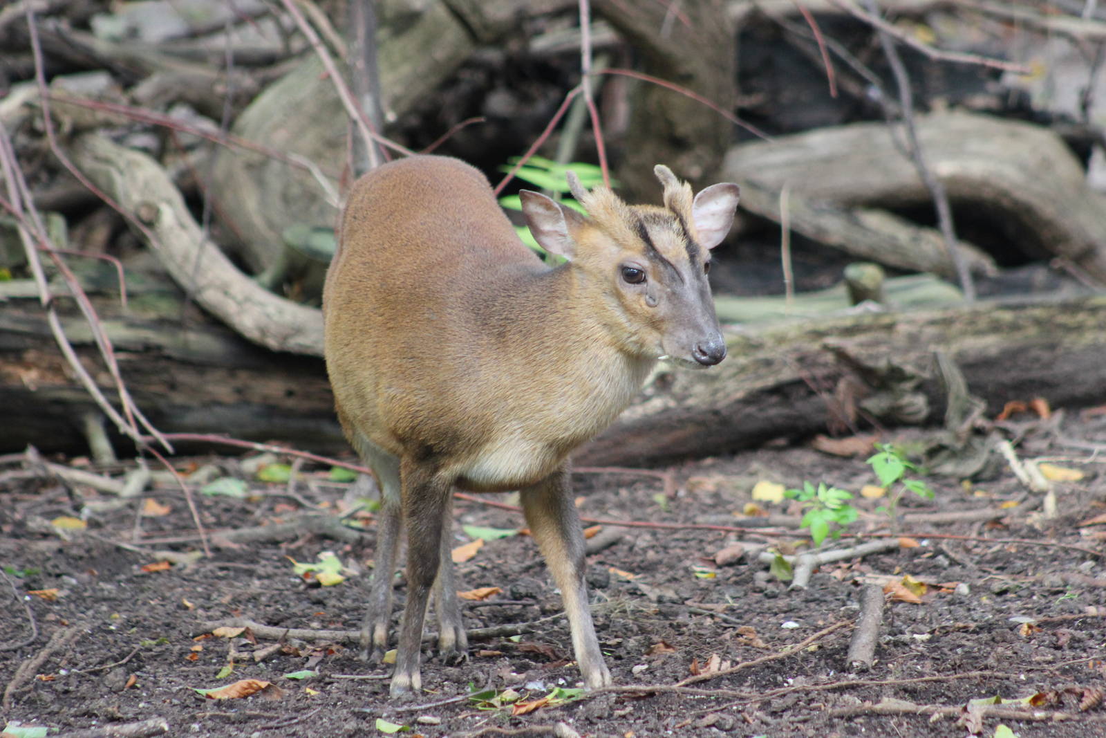 Taiwanese Reeves' muntjac