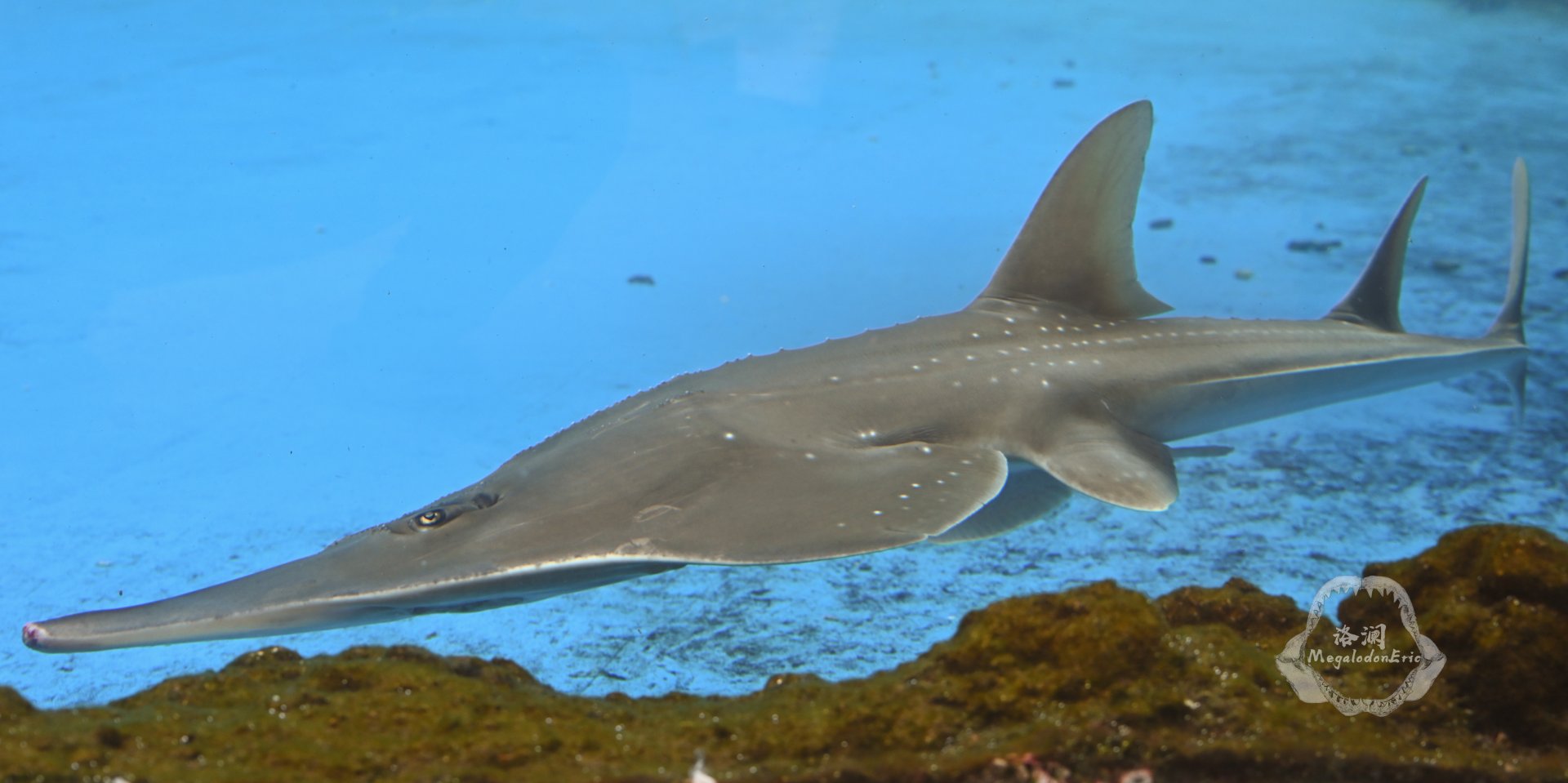 Taiwanese wedgefish/Rhynchobatus immaculatus