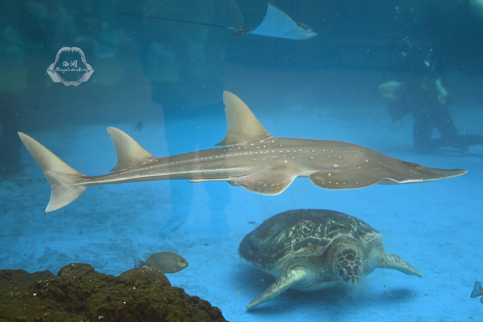 Taiwanese wedgefish/Rhynchobatus immaculatus