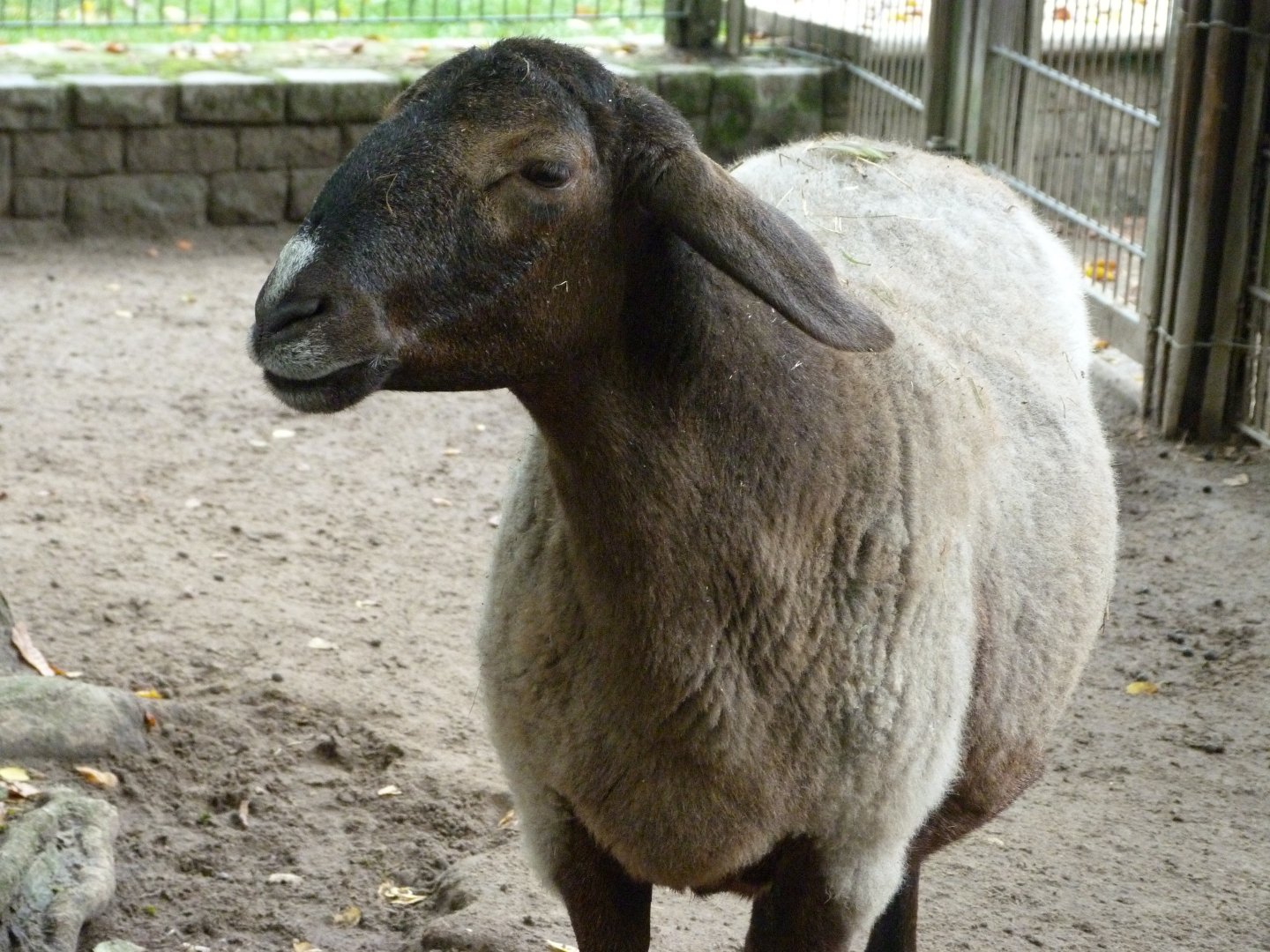Tajik fat-tailed sheep -Tierpark Berlin (2024)
