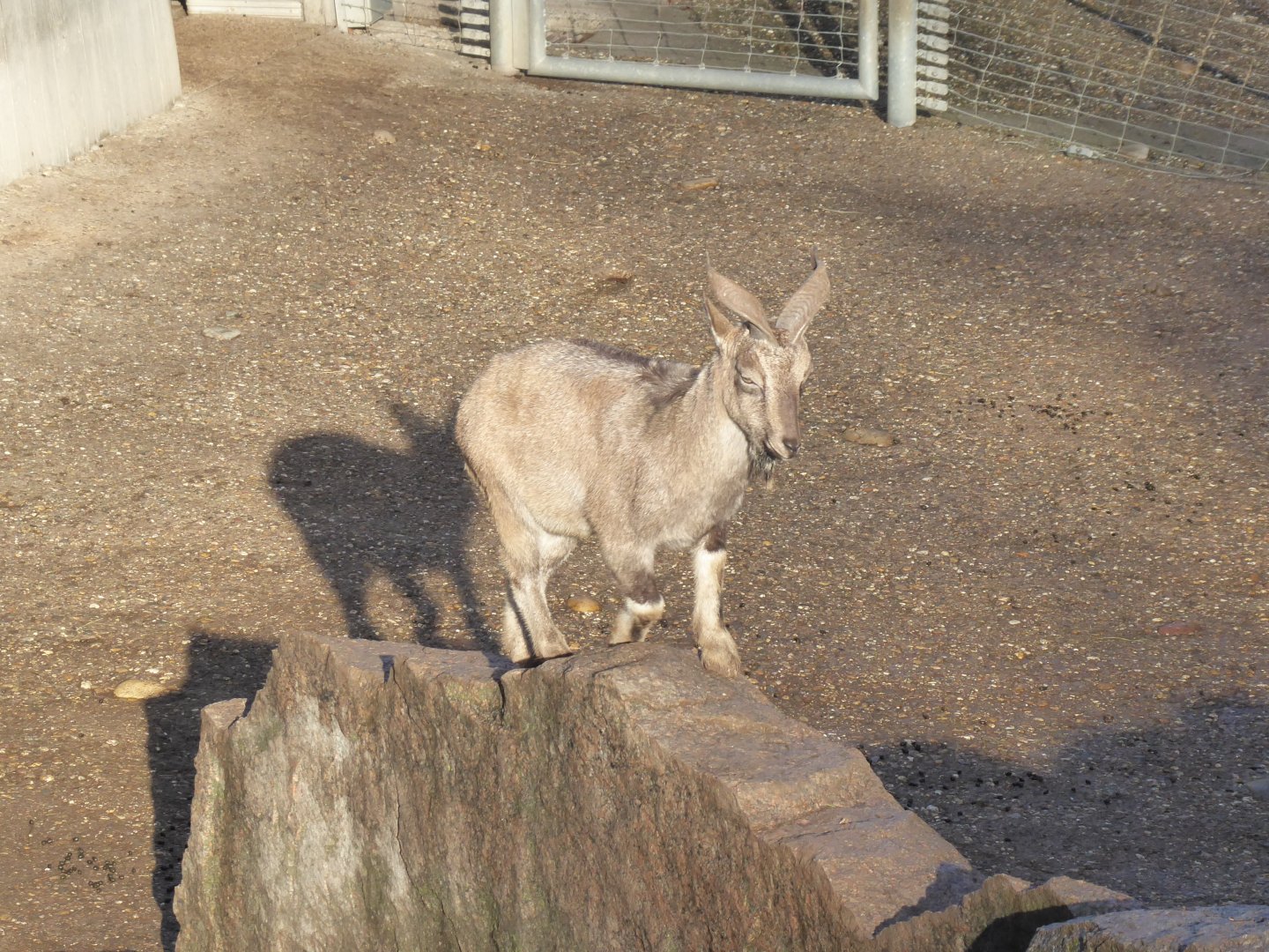 Tajik markhor 011218