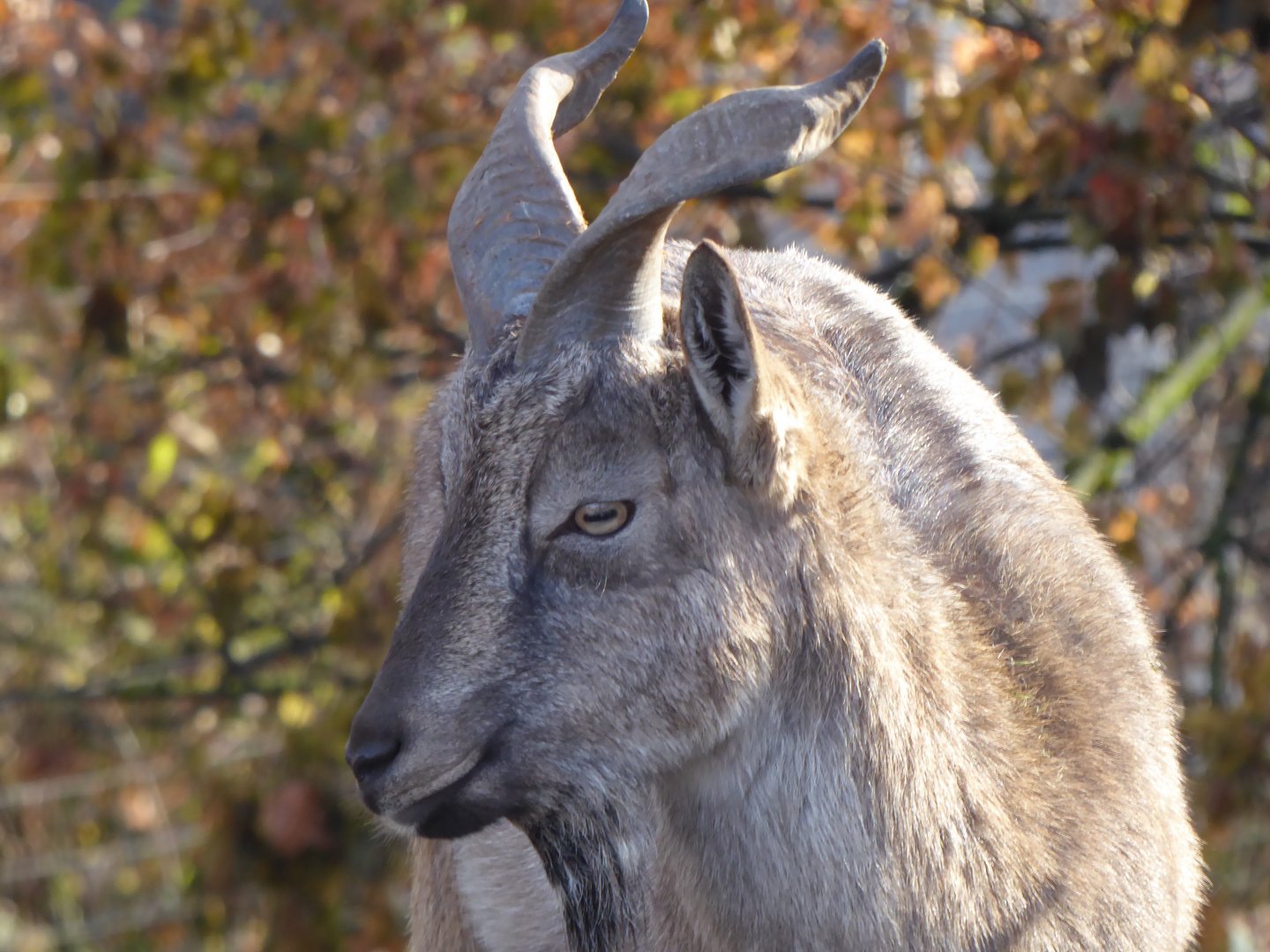 Tajik markhor 011218