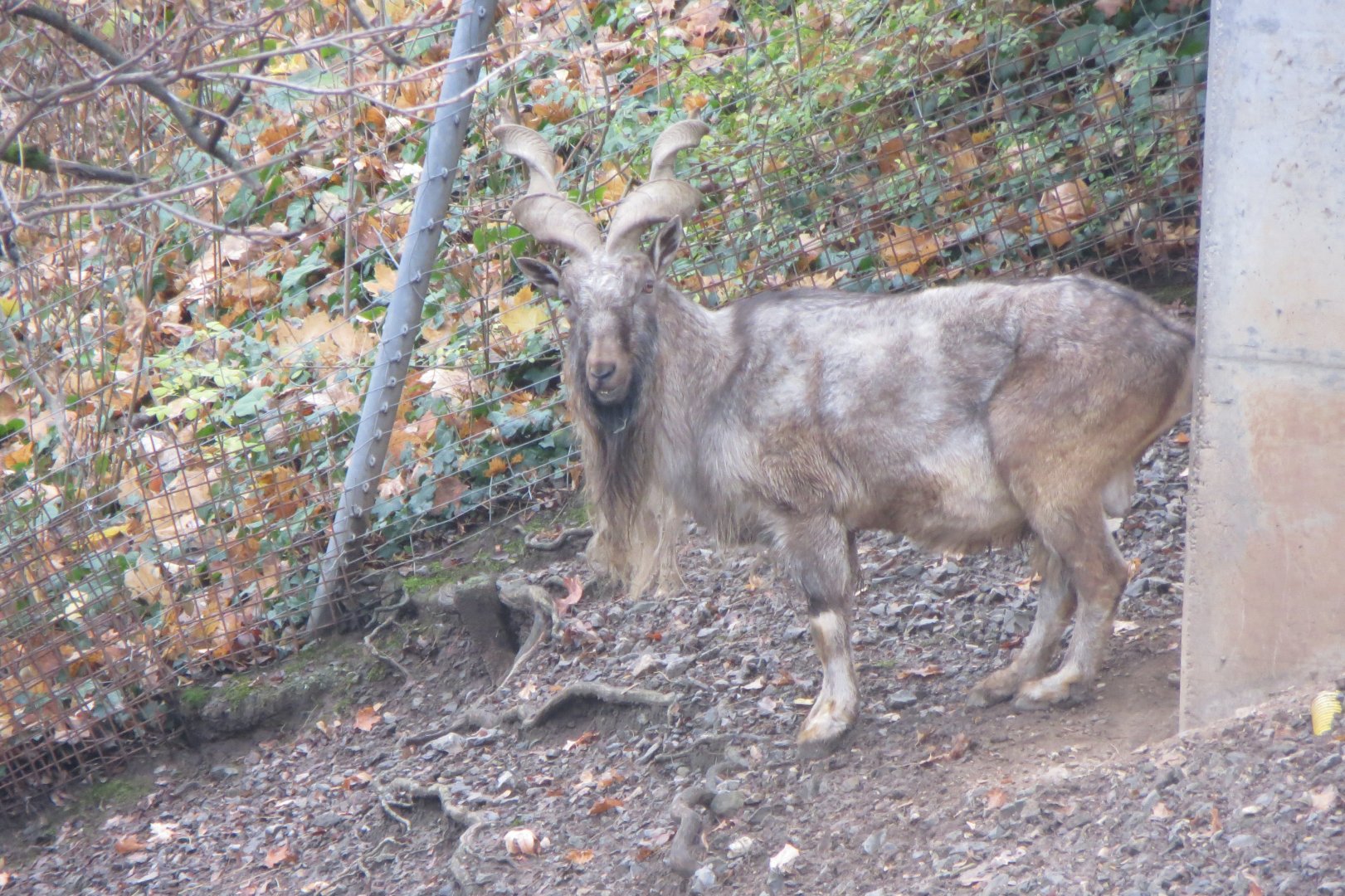 Tajik markhor 031218