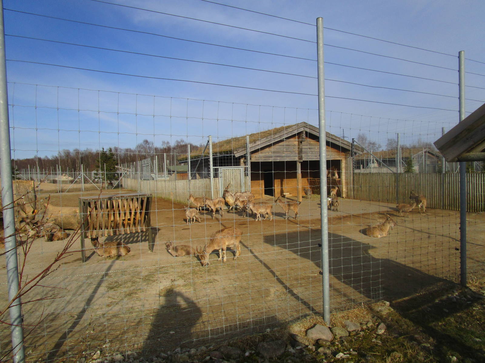 Tajik Markhor - 25/03/15
