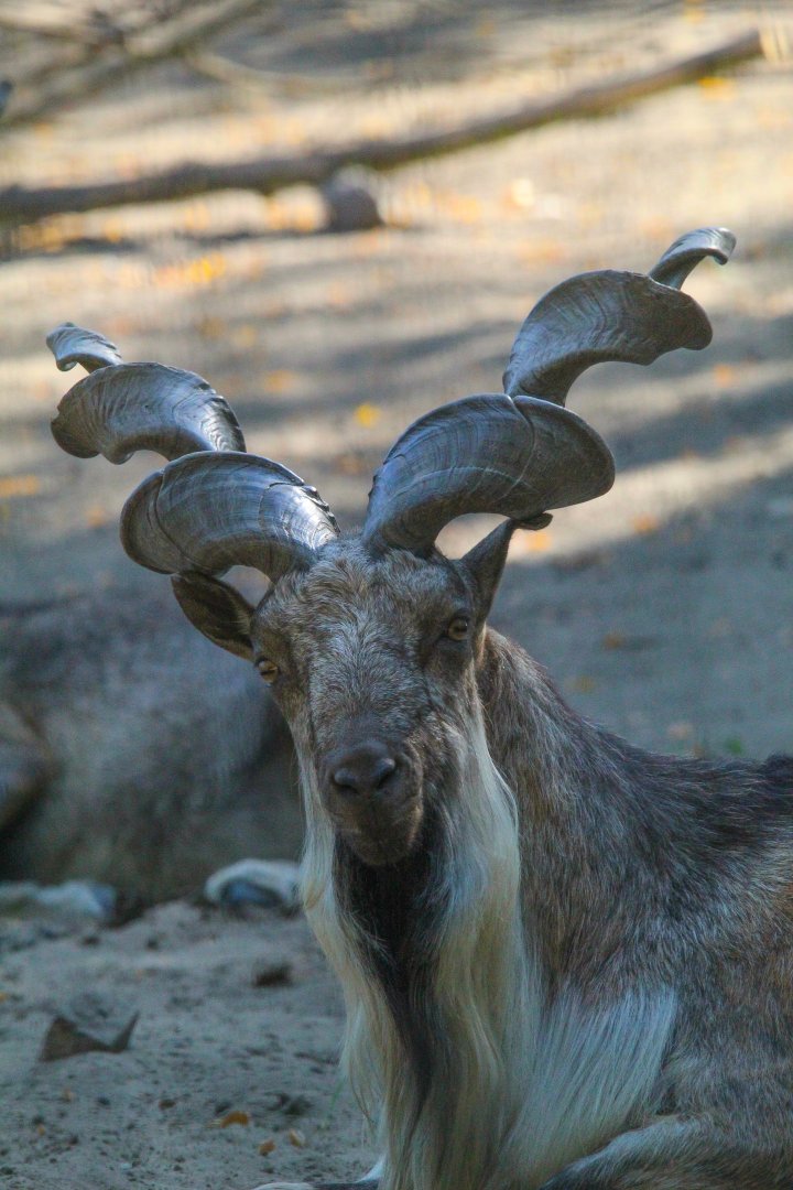 Tajik Markhor- 4th September 2024